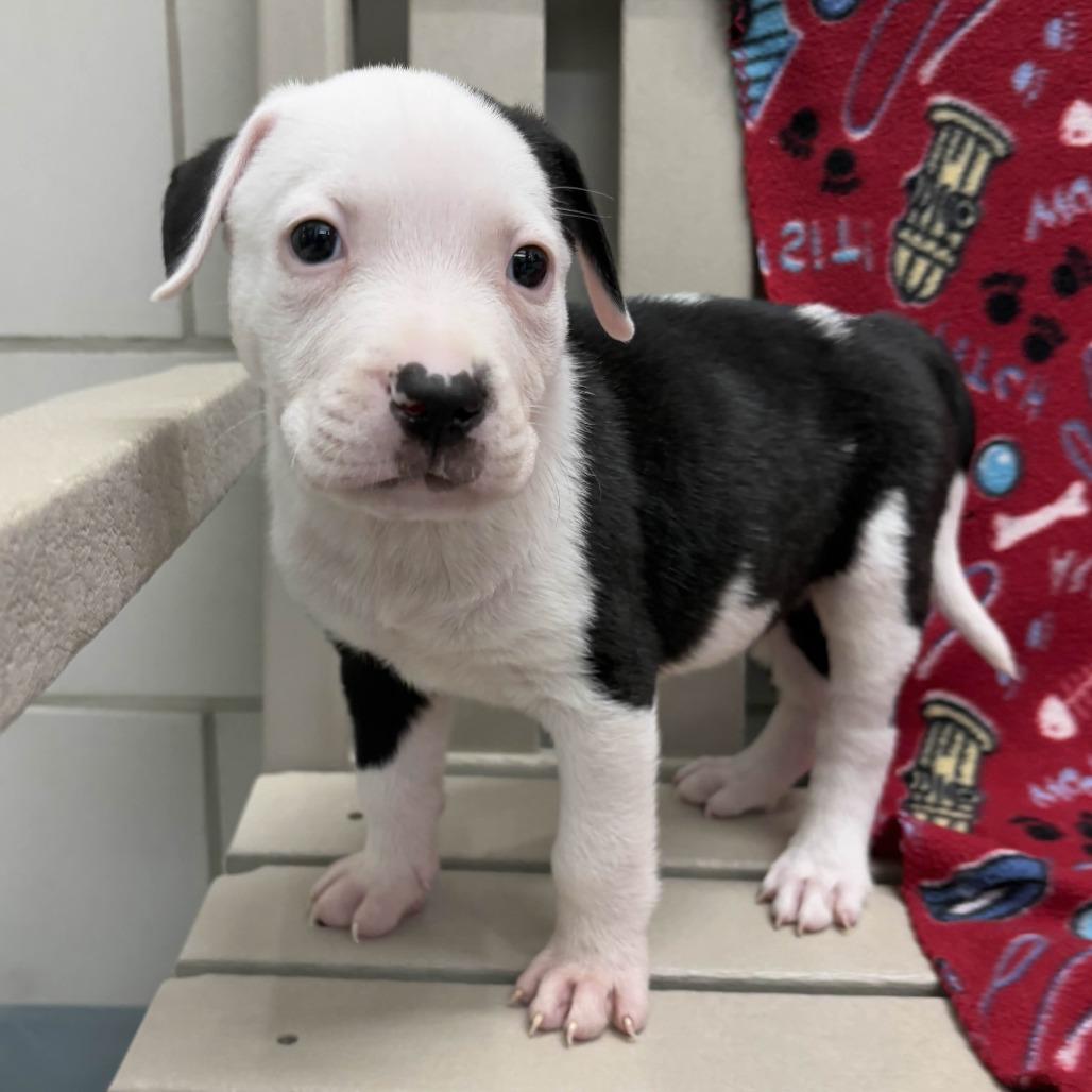 Friday, a Adoptable Pit Bull Terrier in Beaumont, TX image 1/4