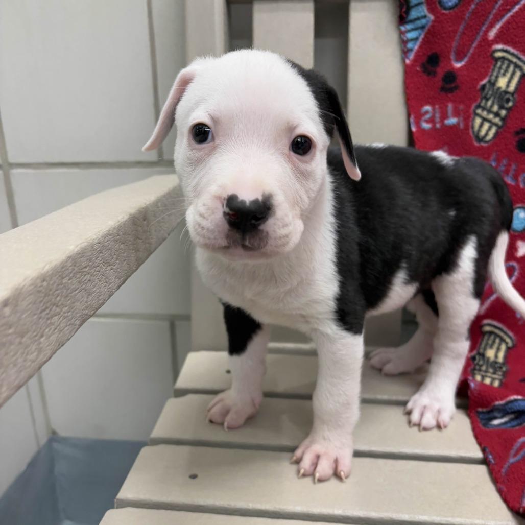 Friday, a Adoptable Pit Bull Terrier in Beaumont, TX image 2/4