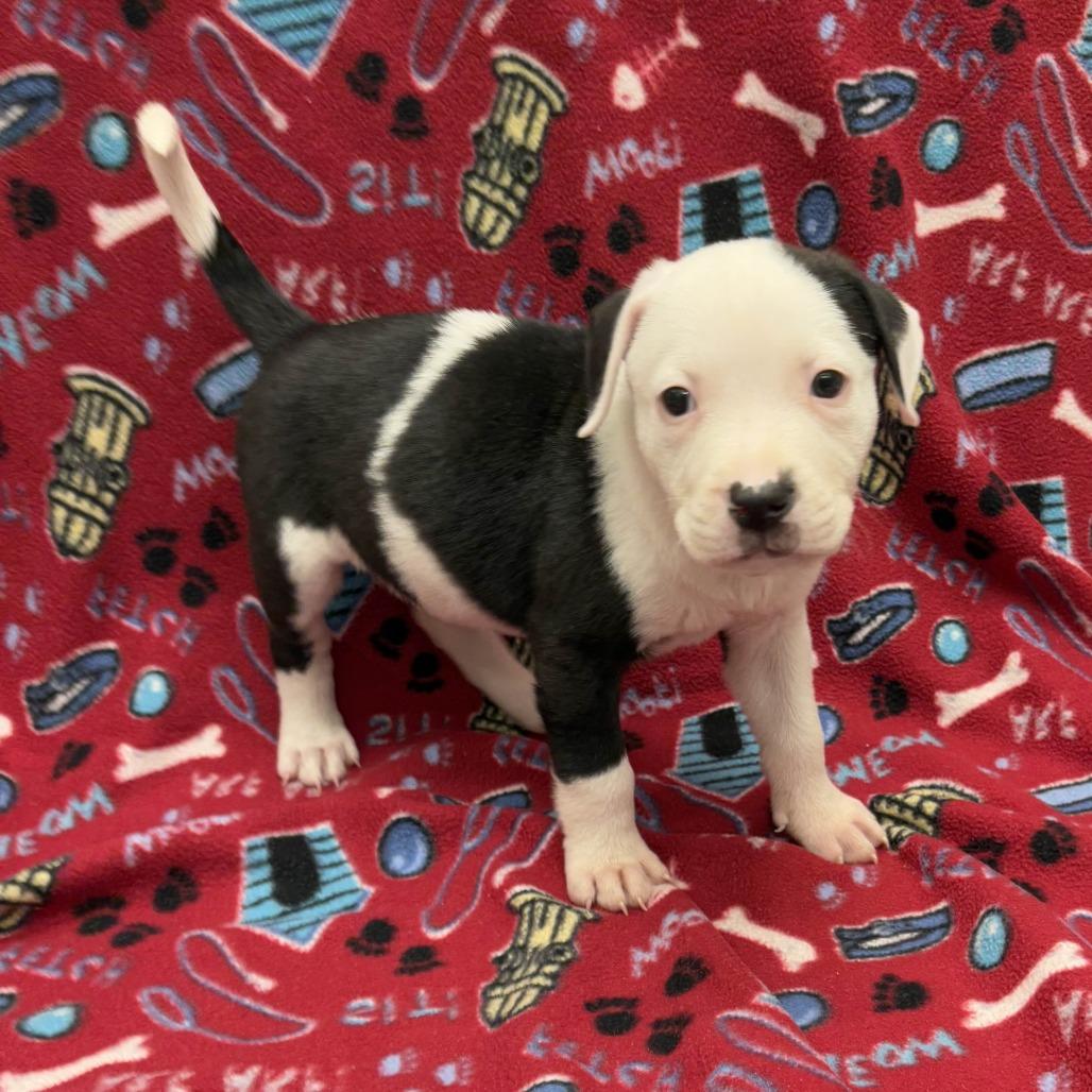 Friday, a Adoptable Pit Bull Terrier in Beaumont, TX image 3/4