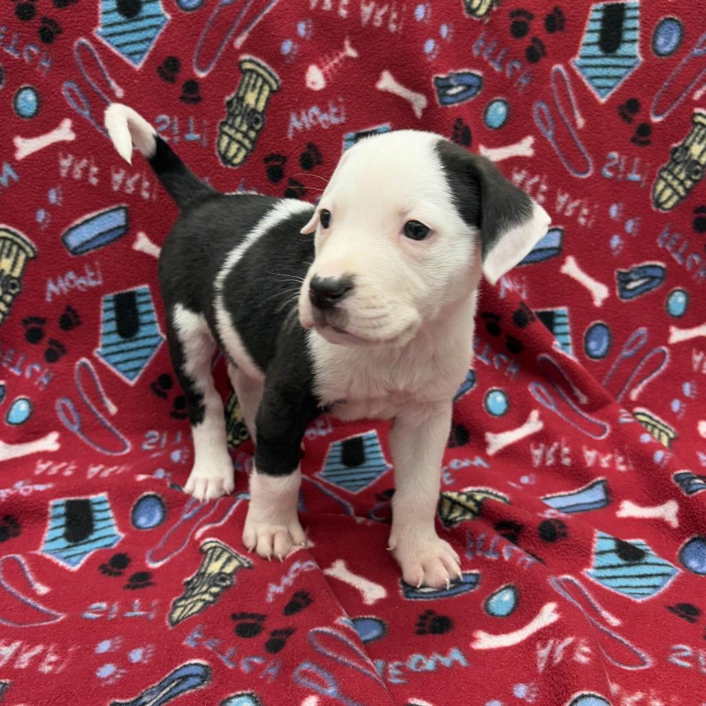 Friday, a Adoptable Pit Bull Terrier in Beaumont, TX image 4/4
