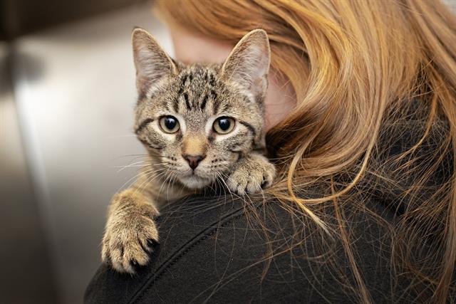 BISCOTTI, Adoptable, Kitten Male Domestic Short Hair.