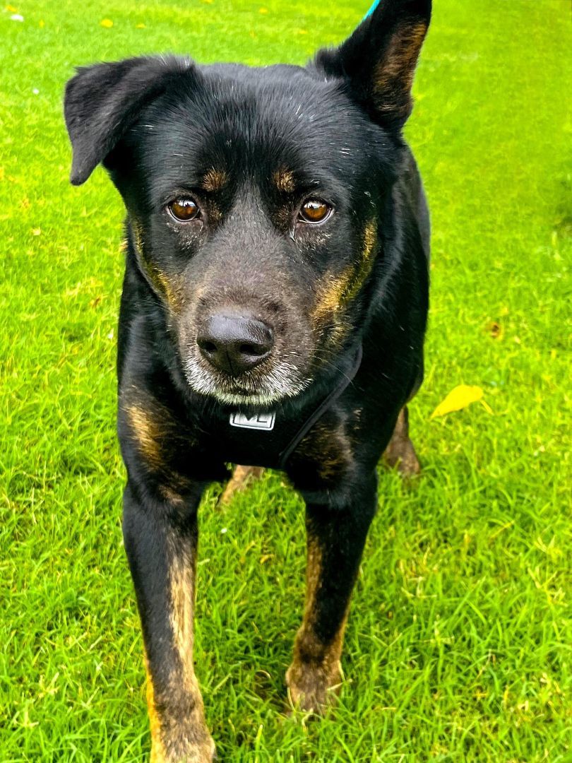Enlarge Rolo, a Adoptable mixed breed in St. Louis, MO image 1/3