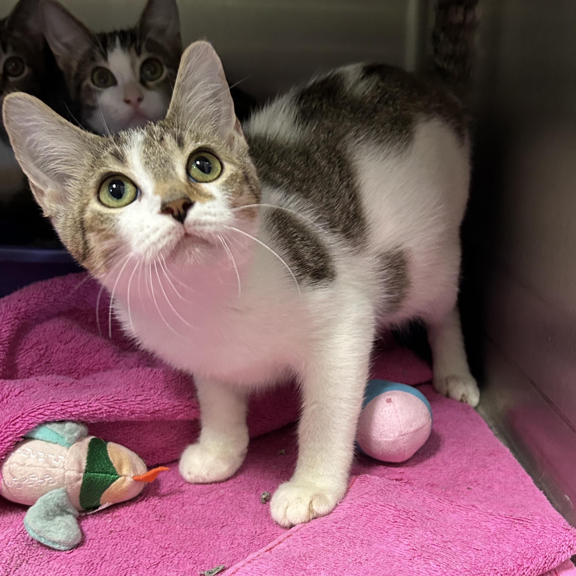 Fiddlesticks 4 of 5, adopted, Young Male Domestic Short Hair.