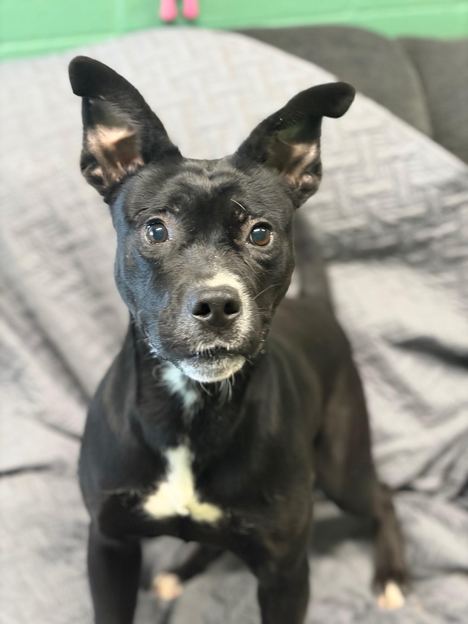 Enlarge Corbin, an adopted Mixed Breed in Seneca, PA image 1/2