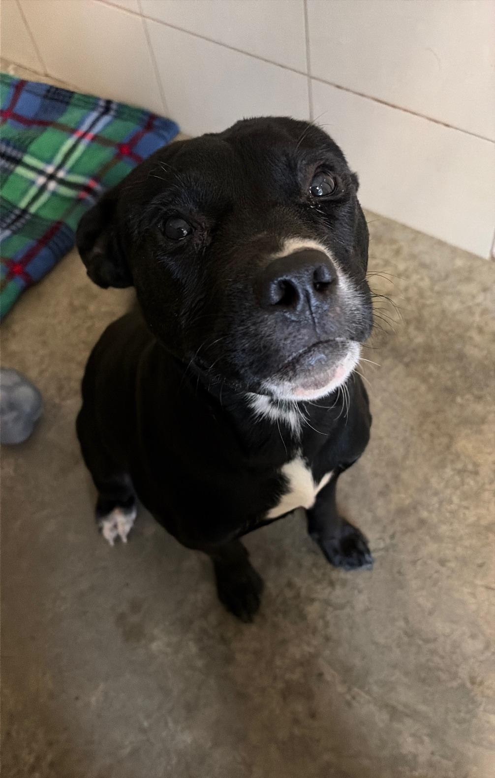 Enlarge Corbin, an adopted Mixed Breed in Seneca, PA image 2/2