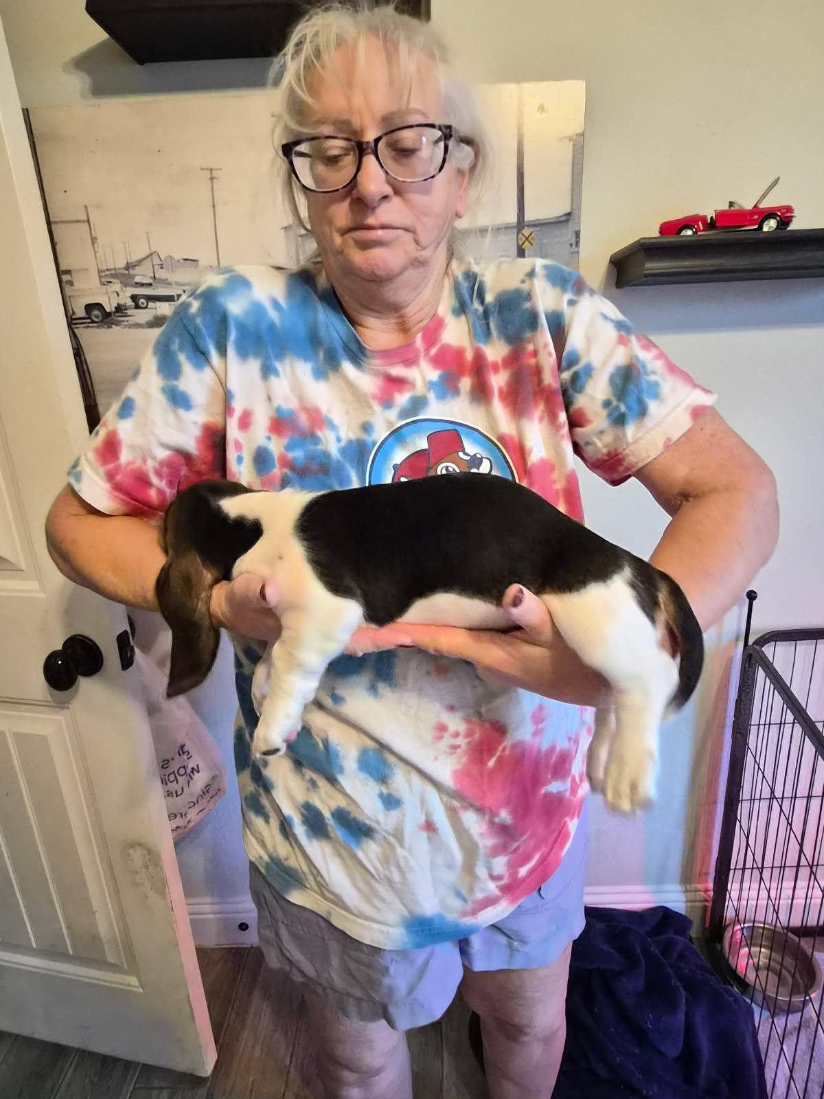 Olive, Adopted, Puppy Female Basset Hound.