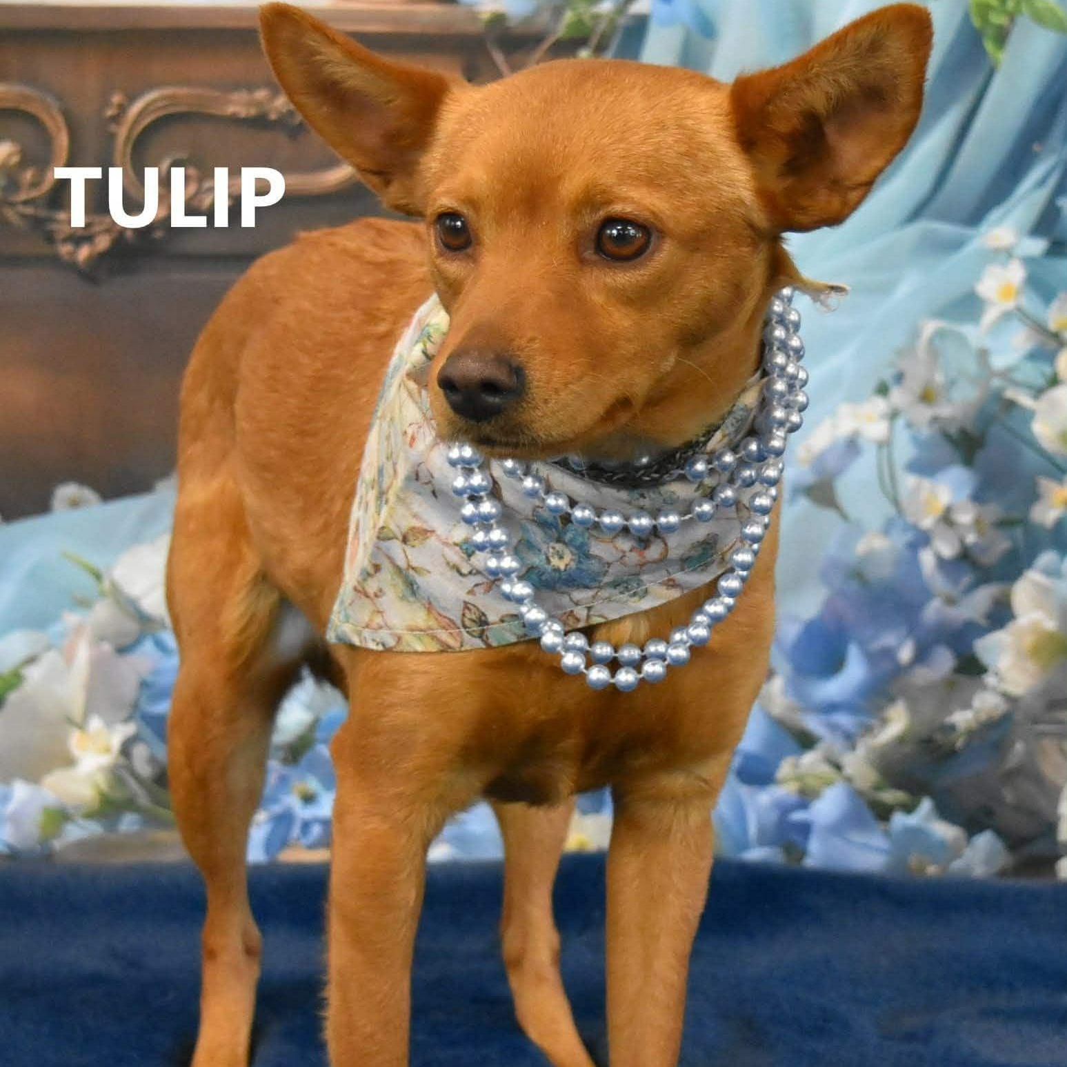 TULIP , ADOPTABLE, Young Female Chihuahua & Miniature Pinscher.
