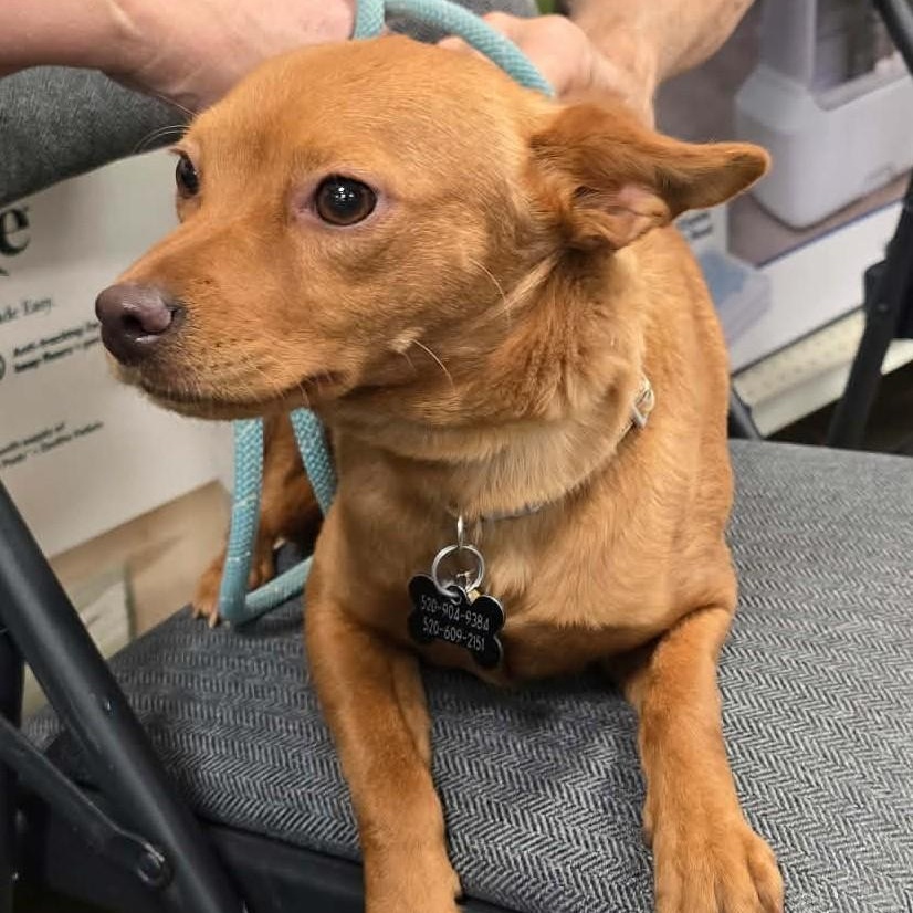 Enlarge TULIP , a ADOPTABLE mixed breed in Marana, AZ image 3/3