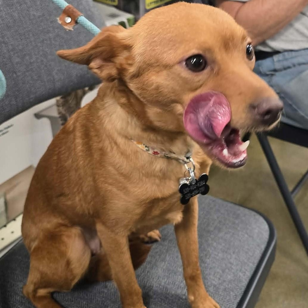 Enlarge TULIP , a ADOPTABLE mixed breed in Marana, AZ image 2/3