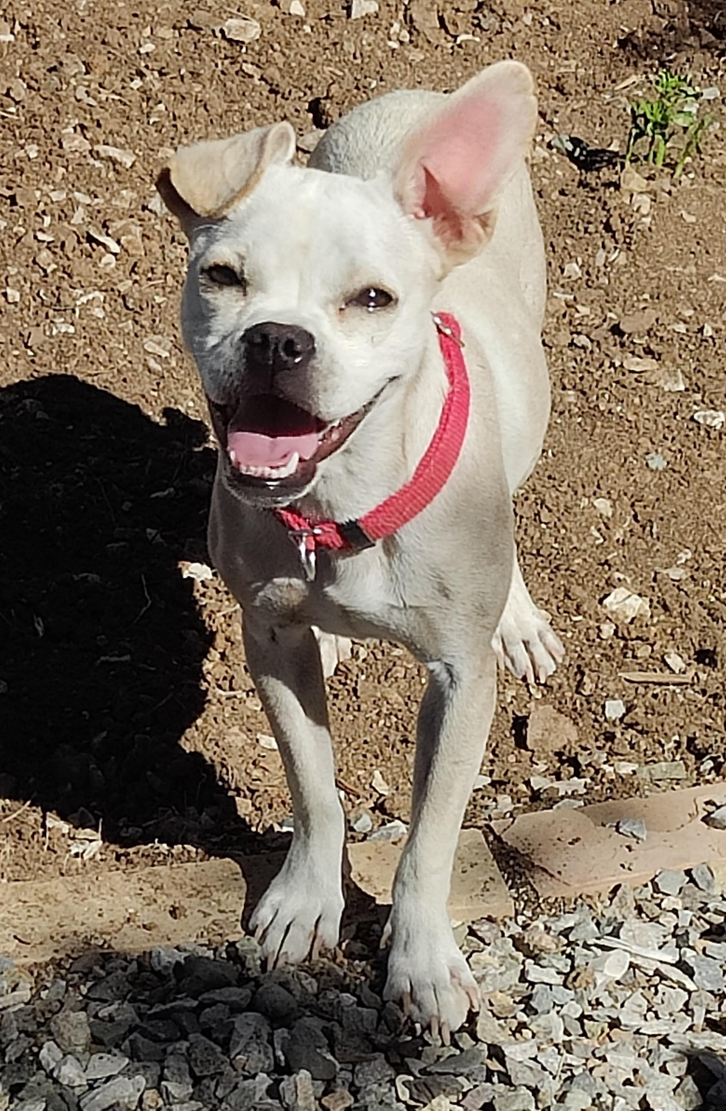 Enlarge Pearl, a Adoptable mixed breed in Prescott Valley, AZ image 2/3