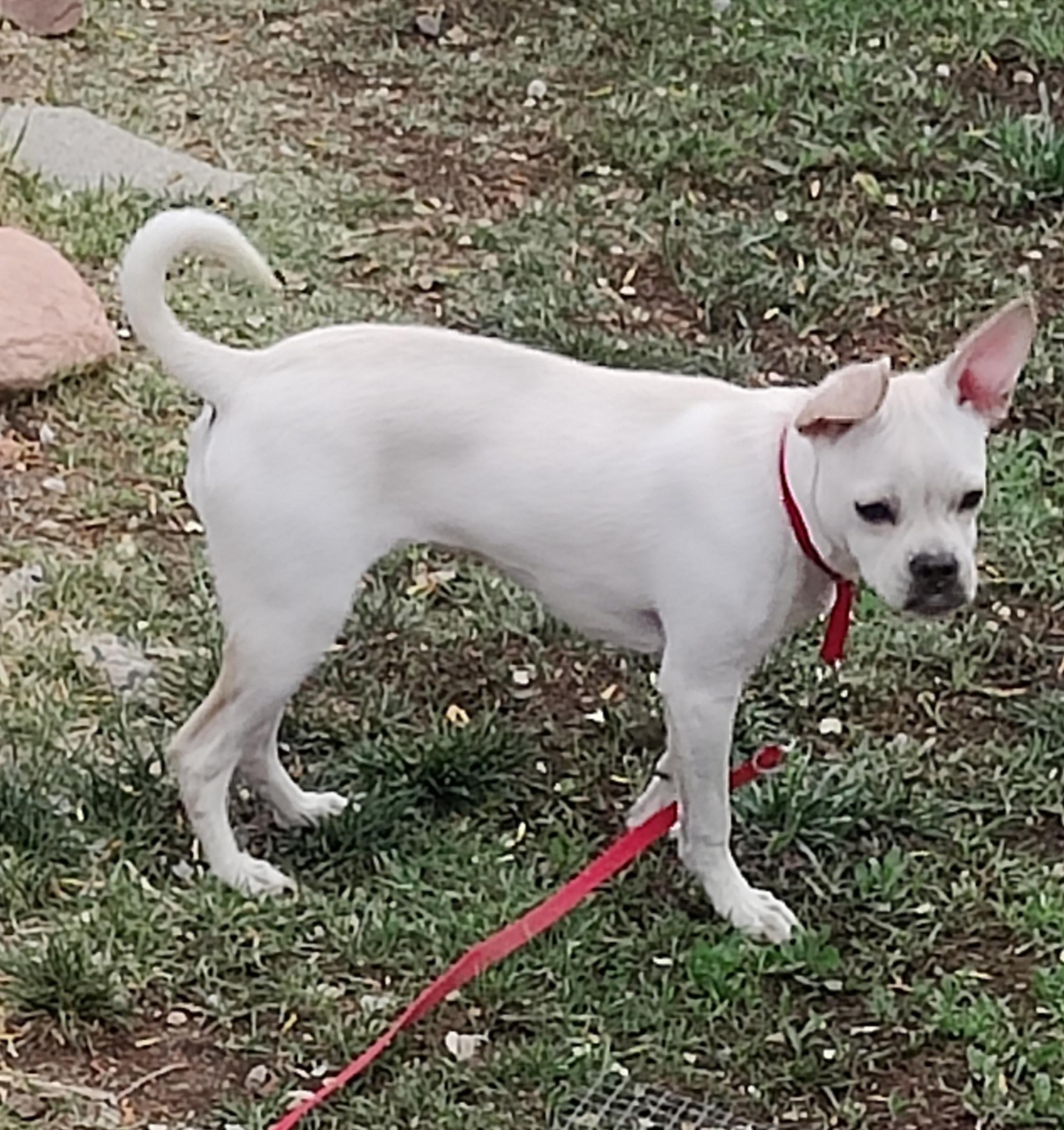 Enlarge Pearl, a Adoptable mixed breed in Prescott Valley, AZ image 1/3