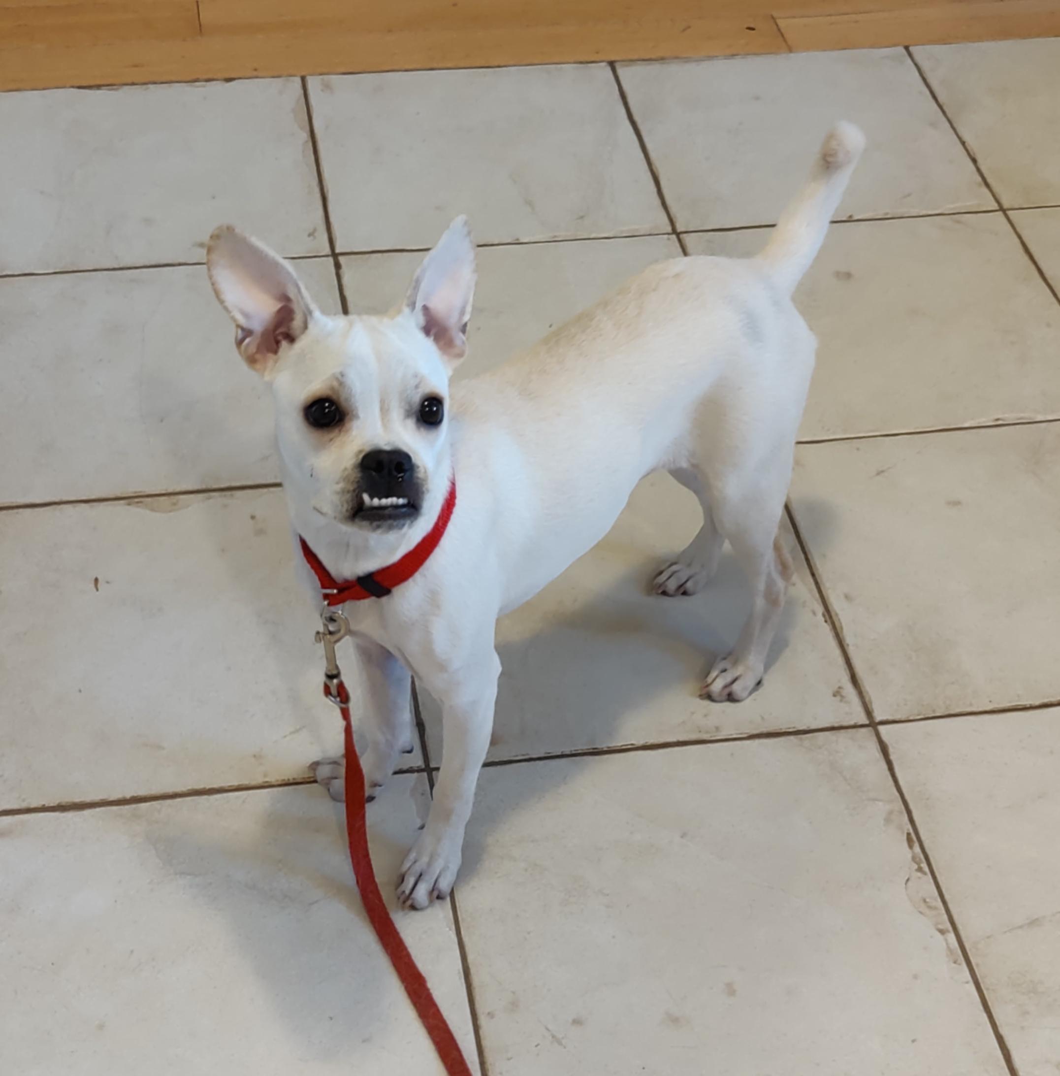 Enlarge Pearl, a Adoptable mixed breed in Prescott Valley, AZ image 3/3