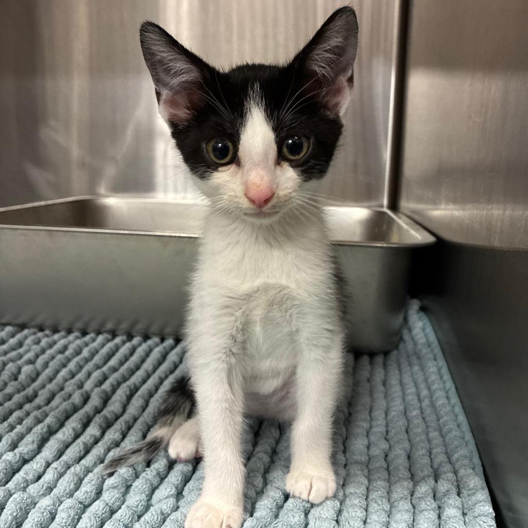 Moxie, Adoptable, Kitten Female Domestic Short Hair.