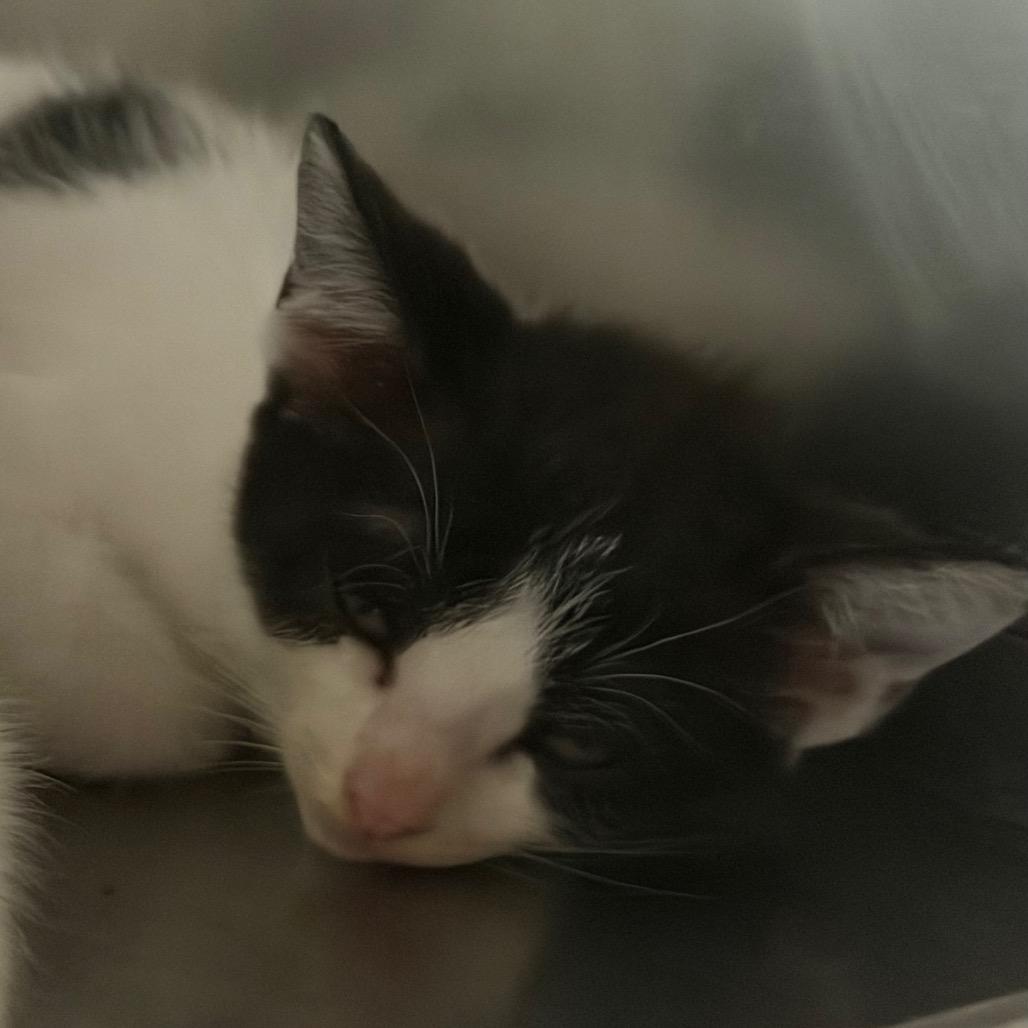 Moxie, a Adoptable Domestic Short Hair in Pensacola, FL image 2/2