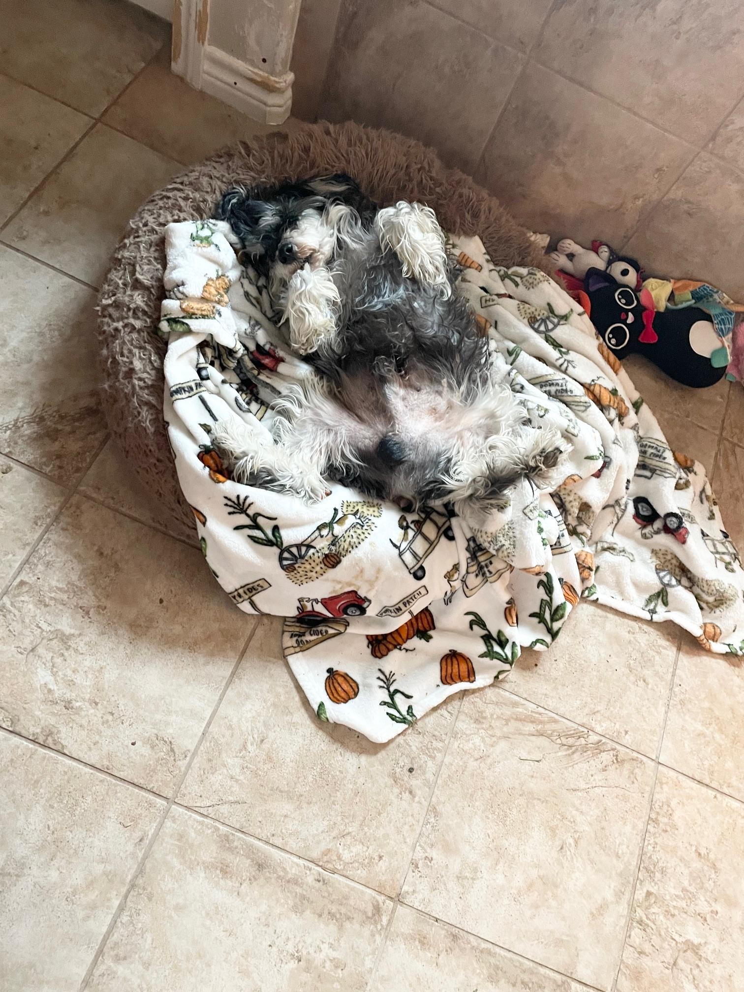 perfect Ellington, a ADOPTABLE mixed breed in West Hartford , CT image 4/4