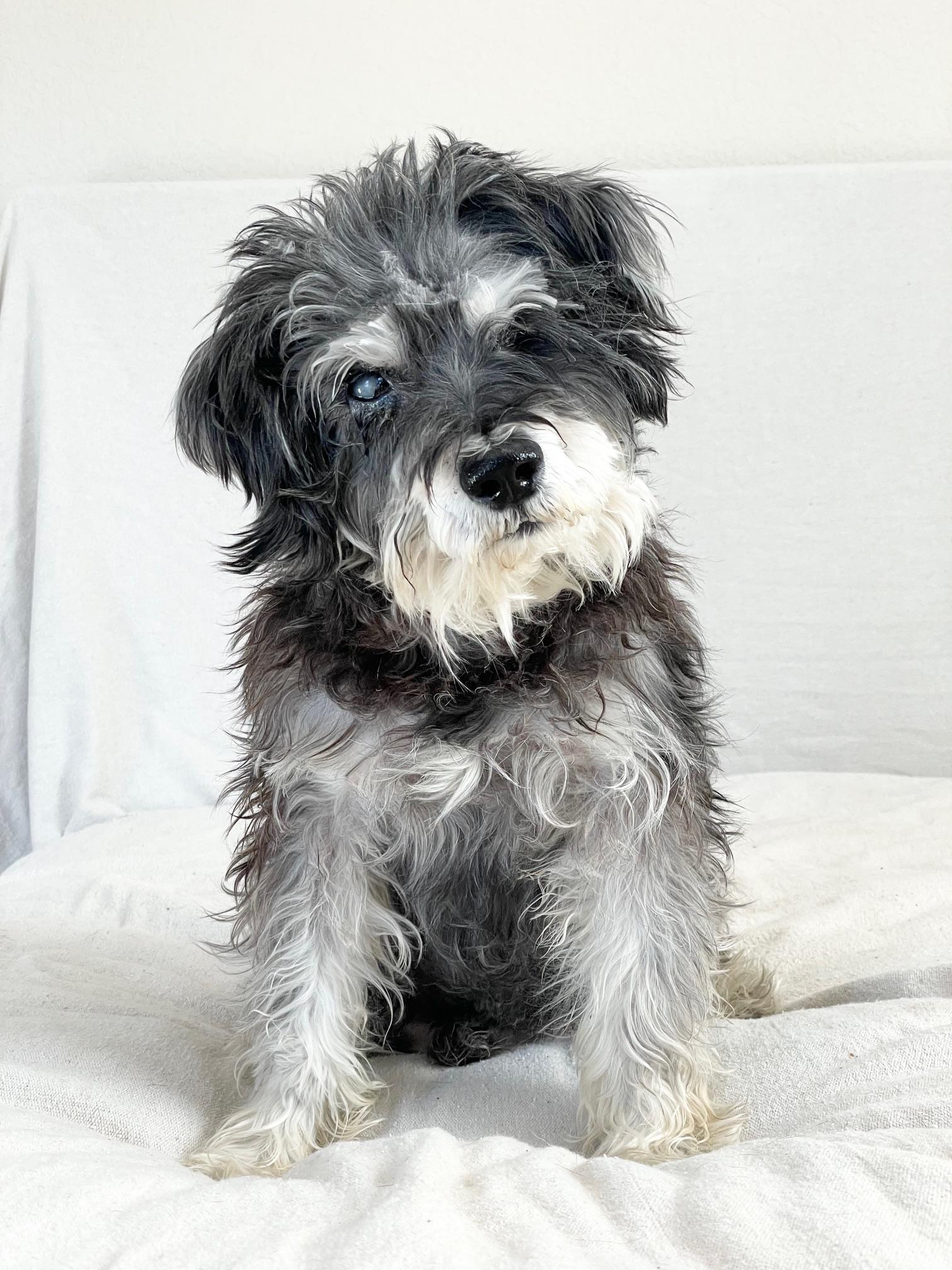 perfect Ellington, ADOPTABLE, Adult Male Schnoodle & Miniature Schnauzer.