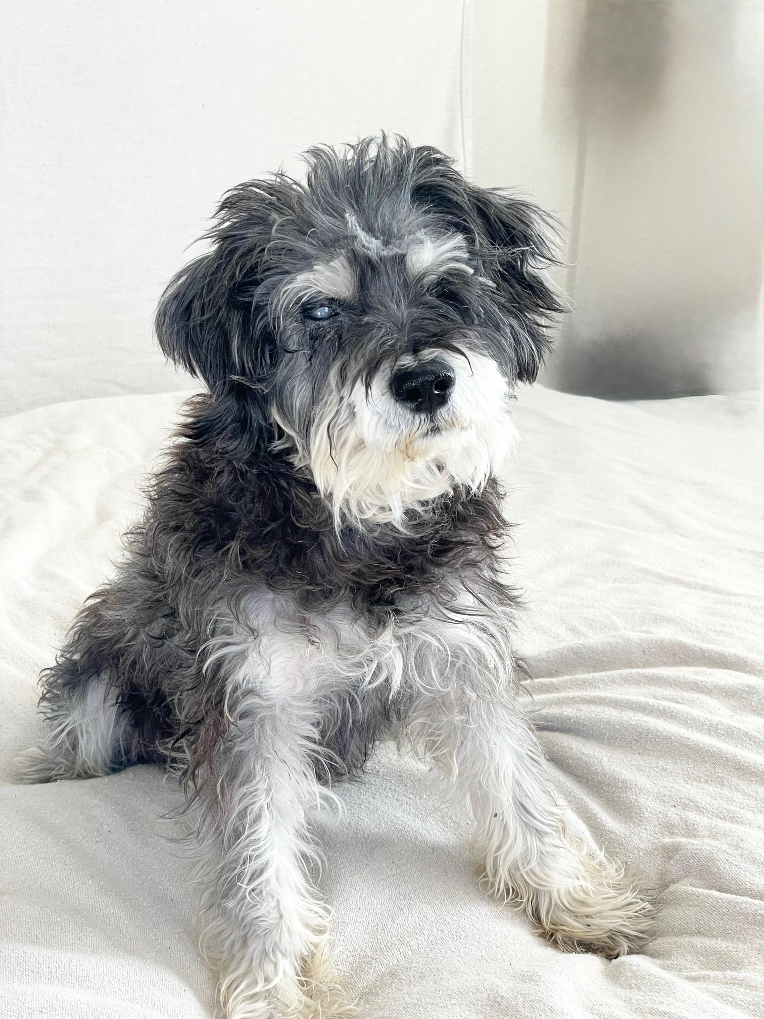 perfect Ellington, a ADOPTABLE mixed breed in West Hartford , CT image 2/4