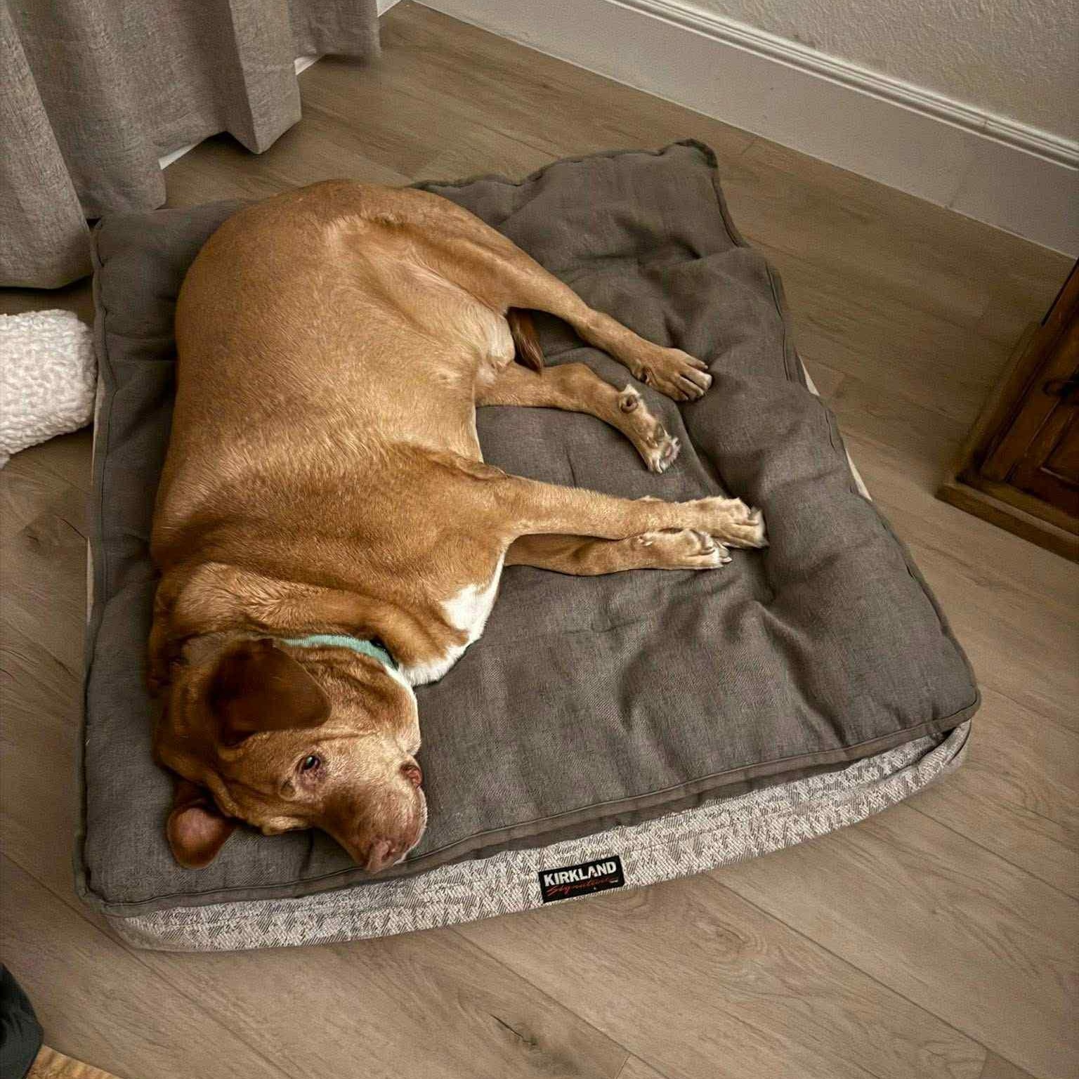 Sarge — thumbnail 2