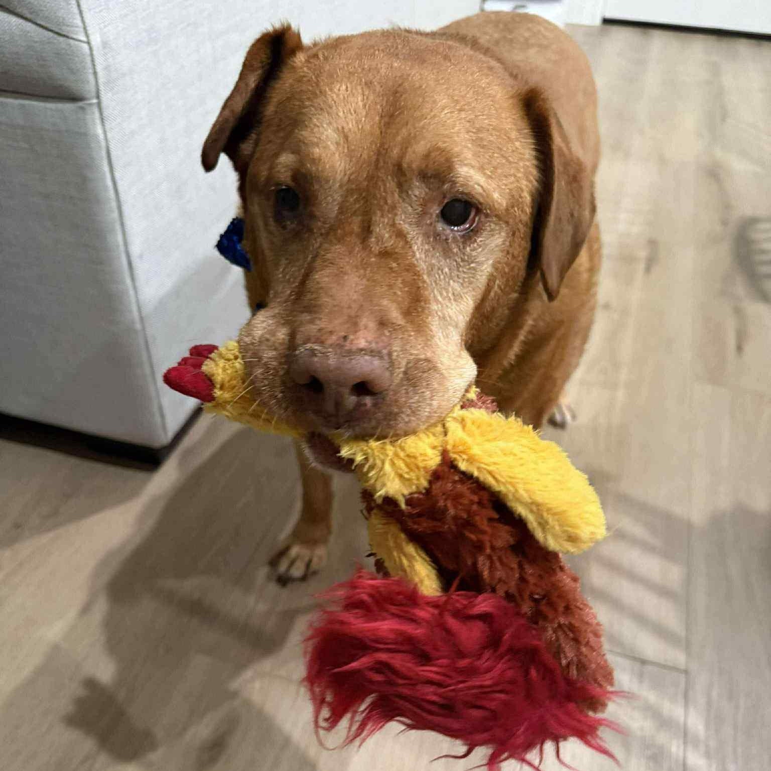 Sarge — thumbnail 3