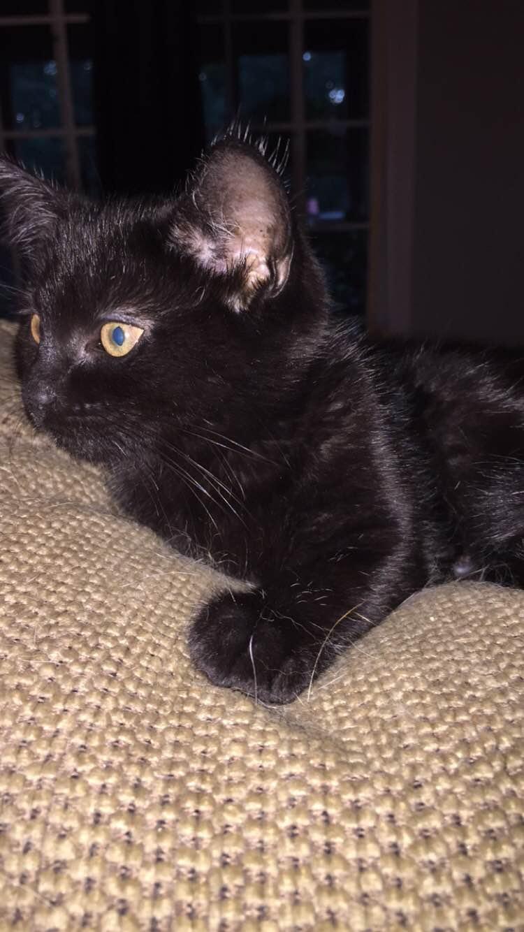Lilyana, Adopted, Kitten Female Domestic Short Hair.
