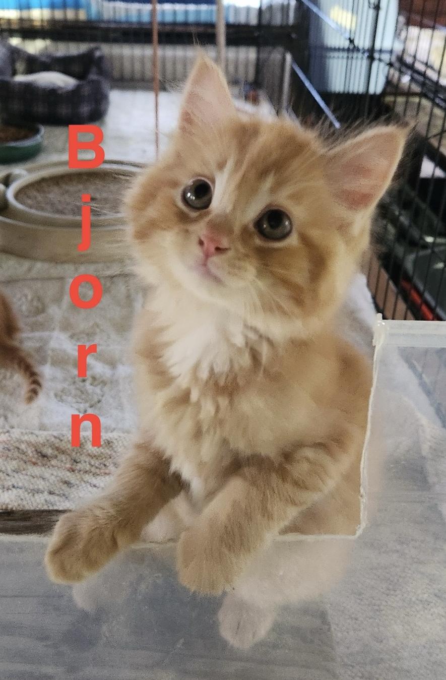Bjorn - ABBA Litter