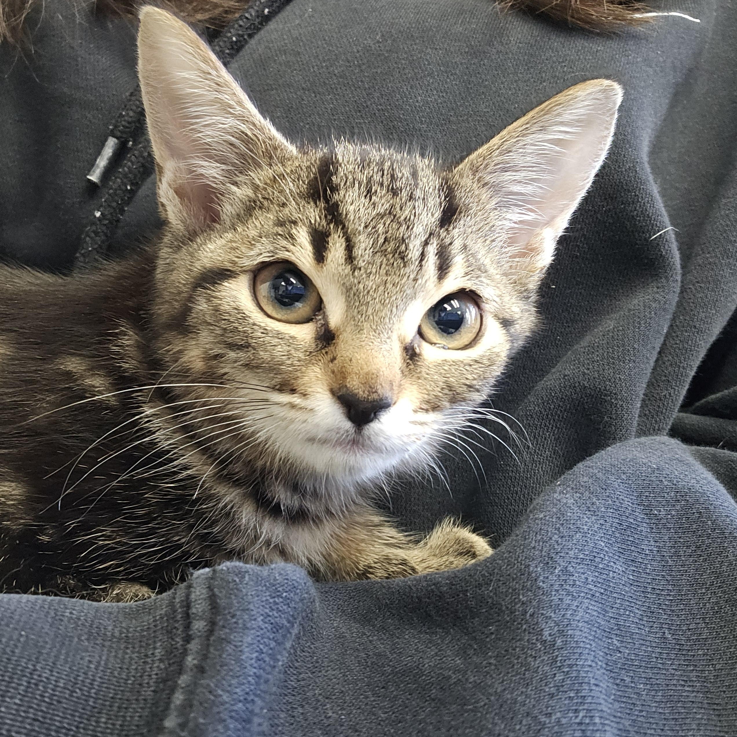 Yolanda, an adopted Domestic Short Hair in Medfield, MA image 2/4