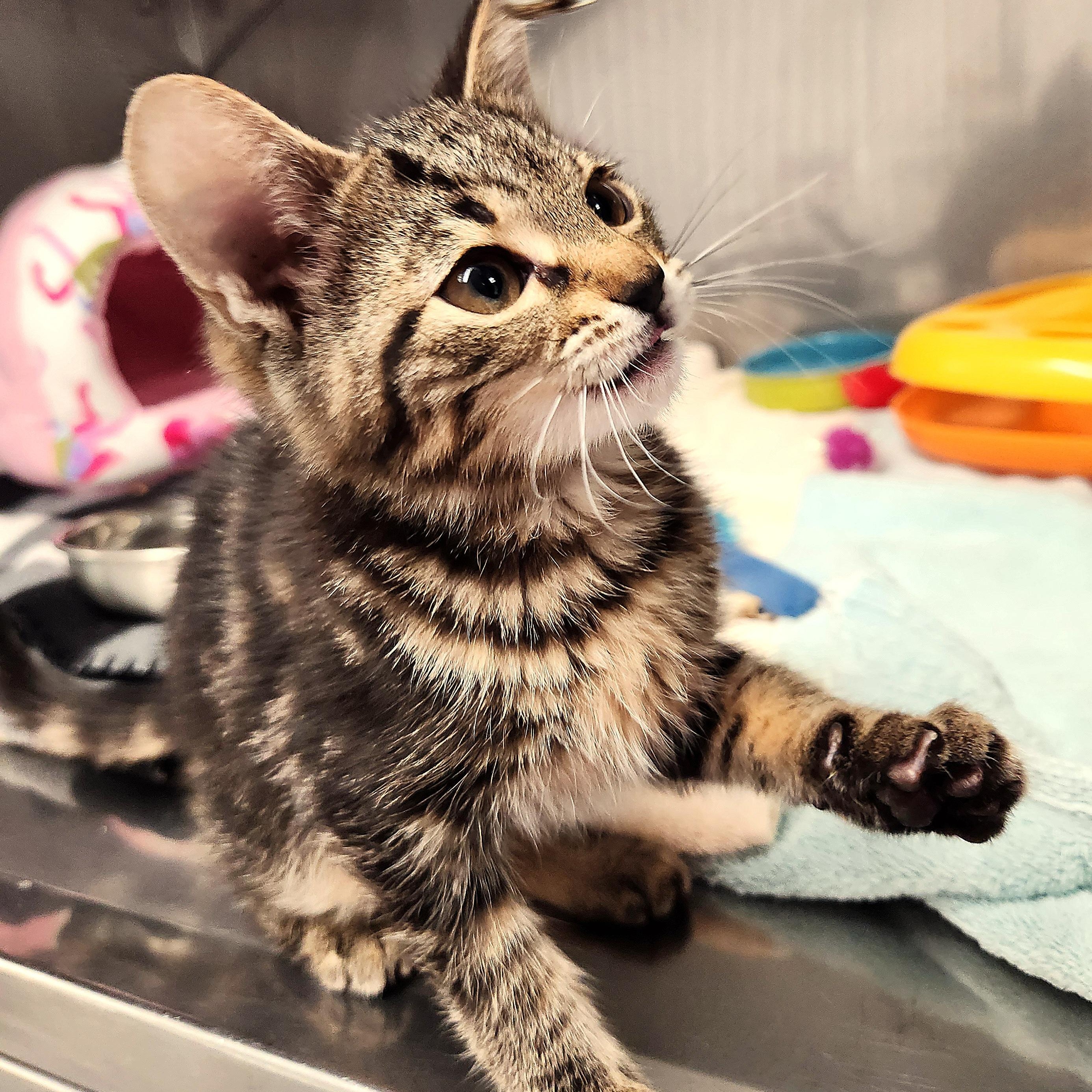 Yolanda, an adopted Domestic Short Hair in Medfield, MA image 1/4