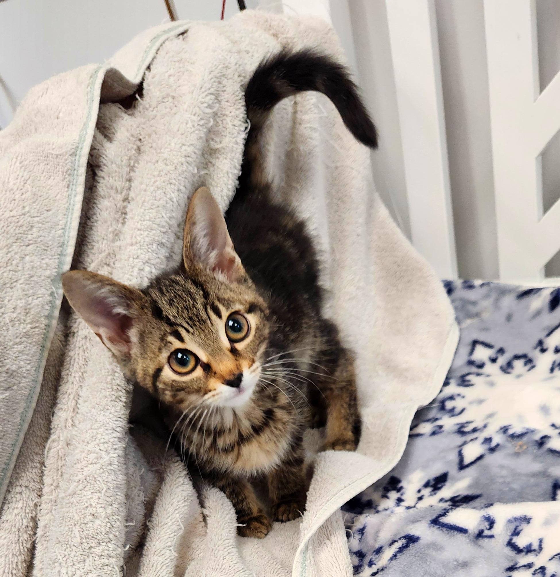 Yolanda, an adopted Domestic Short Hair in Medfield, MA image 4/4