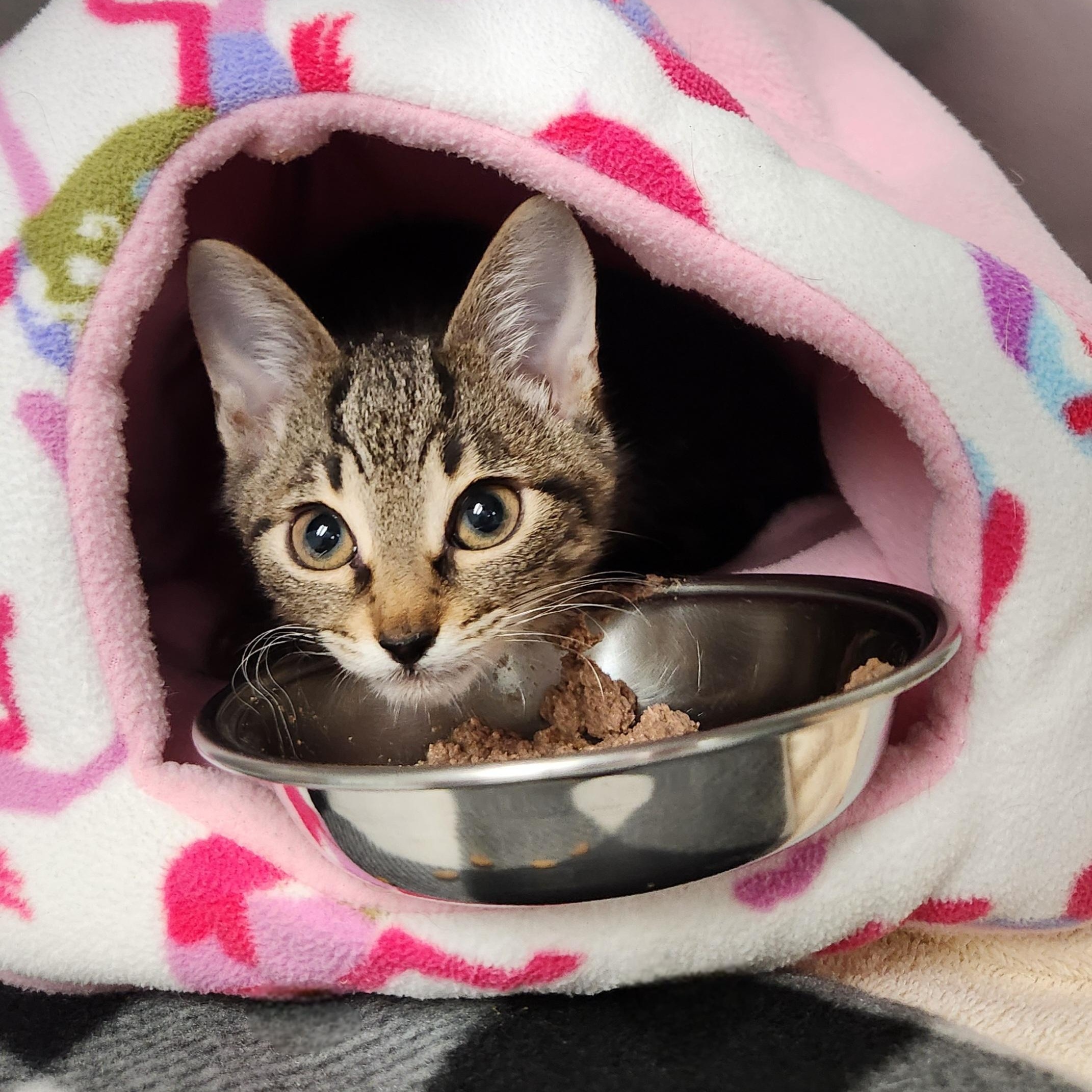Yolanda, an adopted Domestic Short Hair in Medfield, MA image 3/4