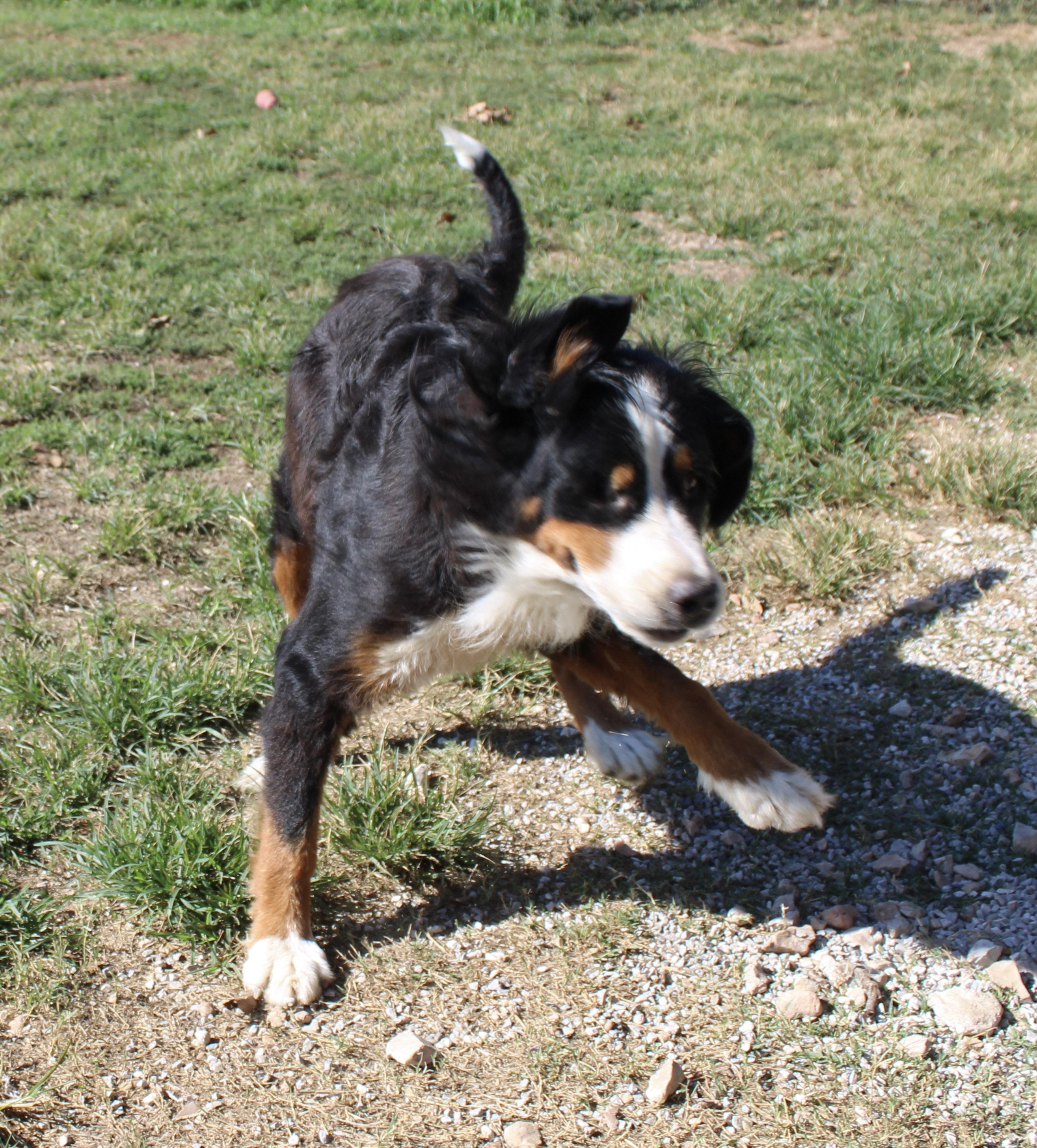 Enlarge Denali, a Adoptable Bernese Mountain Dog in Neosho, MO image 3/3