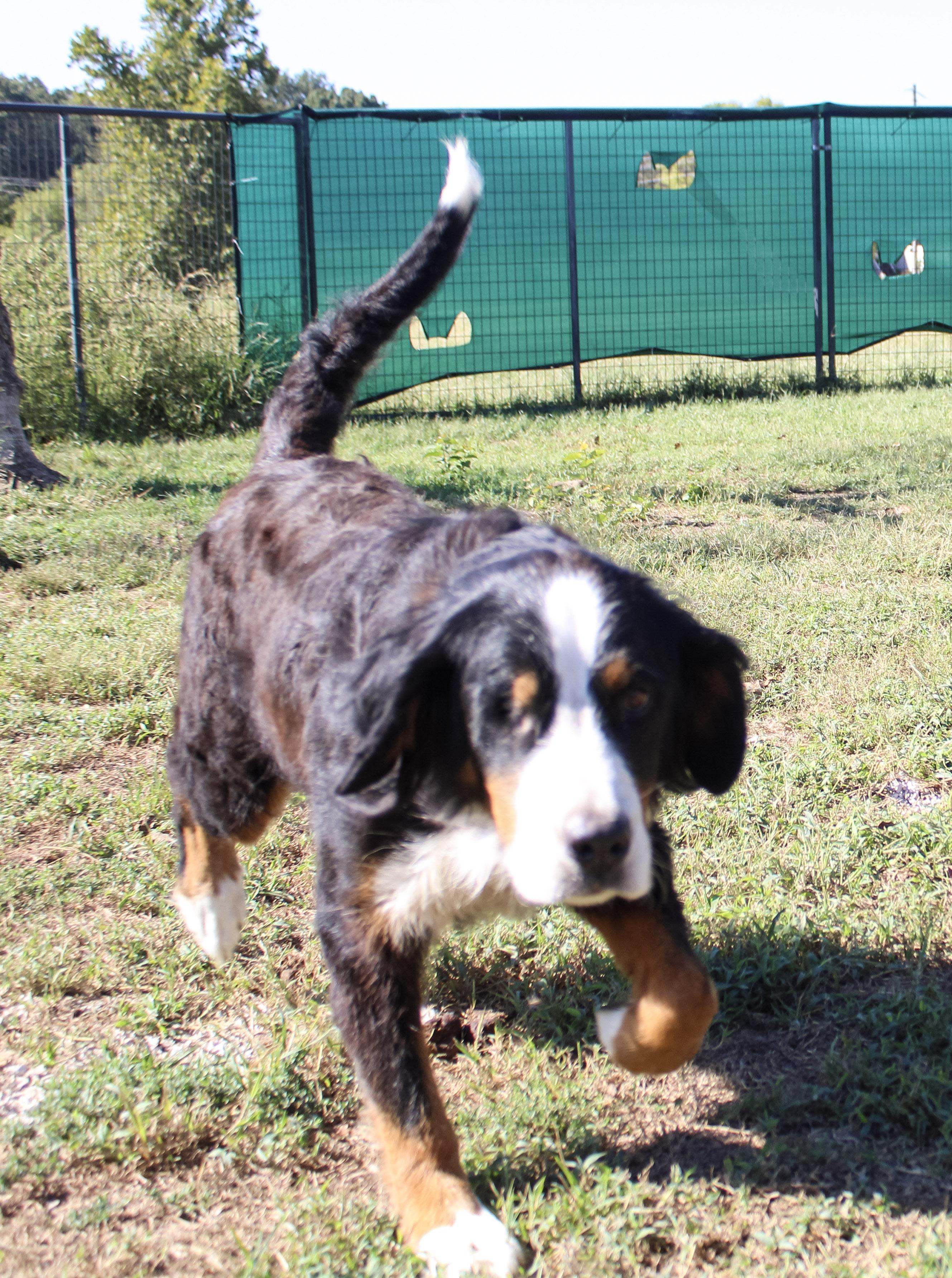 Enlarge Denali, a Adoptable Bernese Mountain Dog in Neosho, MO image 2/3