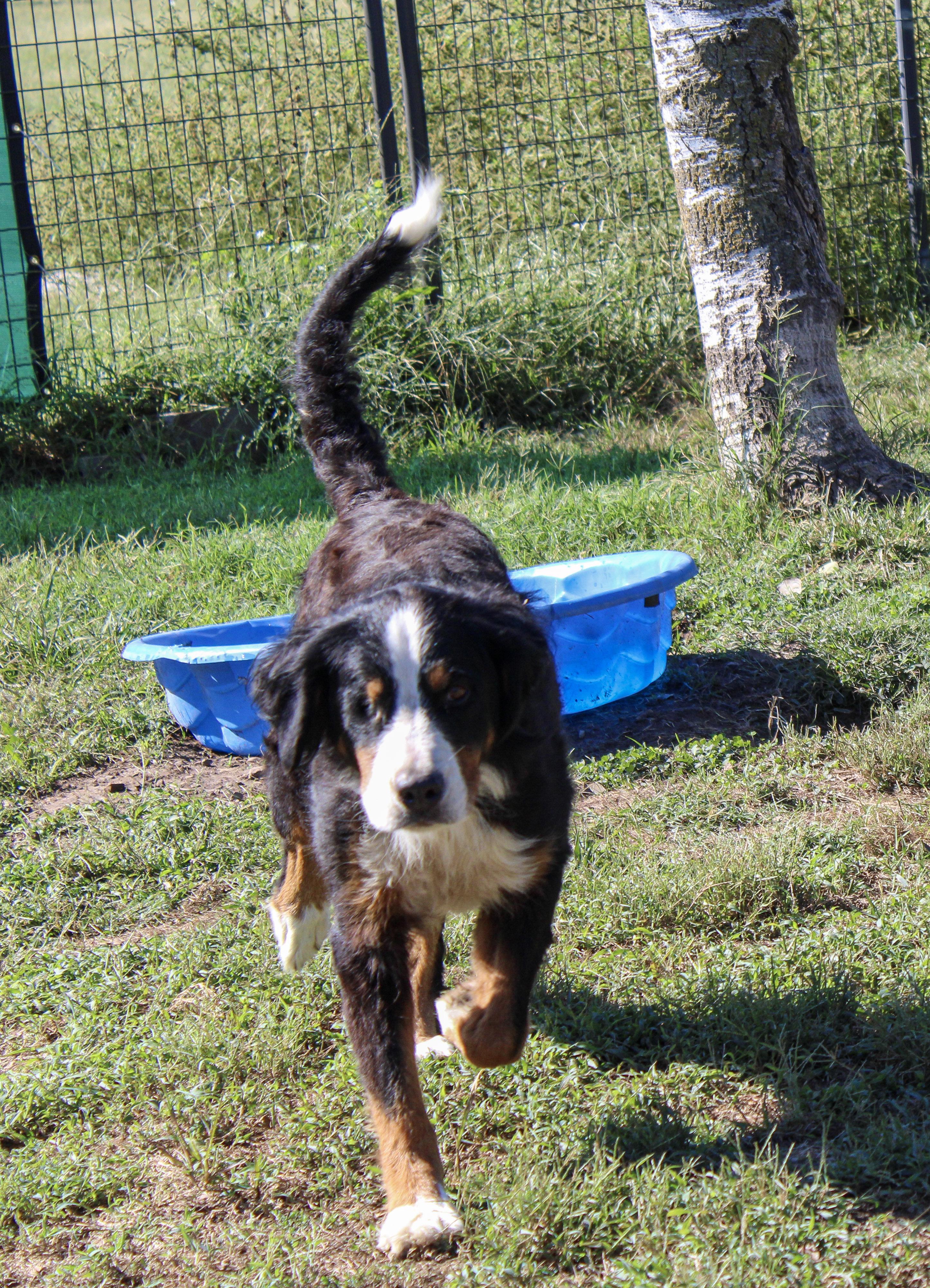 Denali, Adoptable, Adult Female Bernese Mountain Dog.