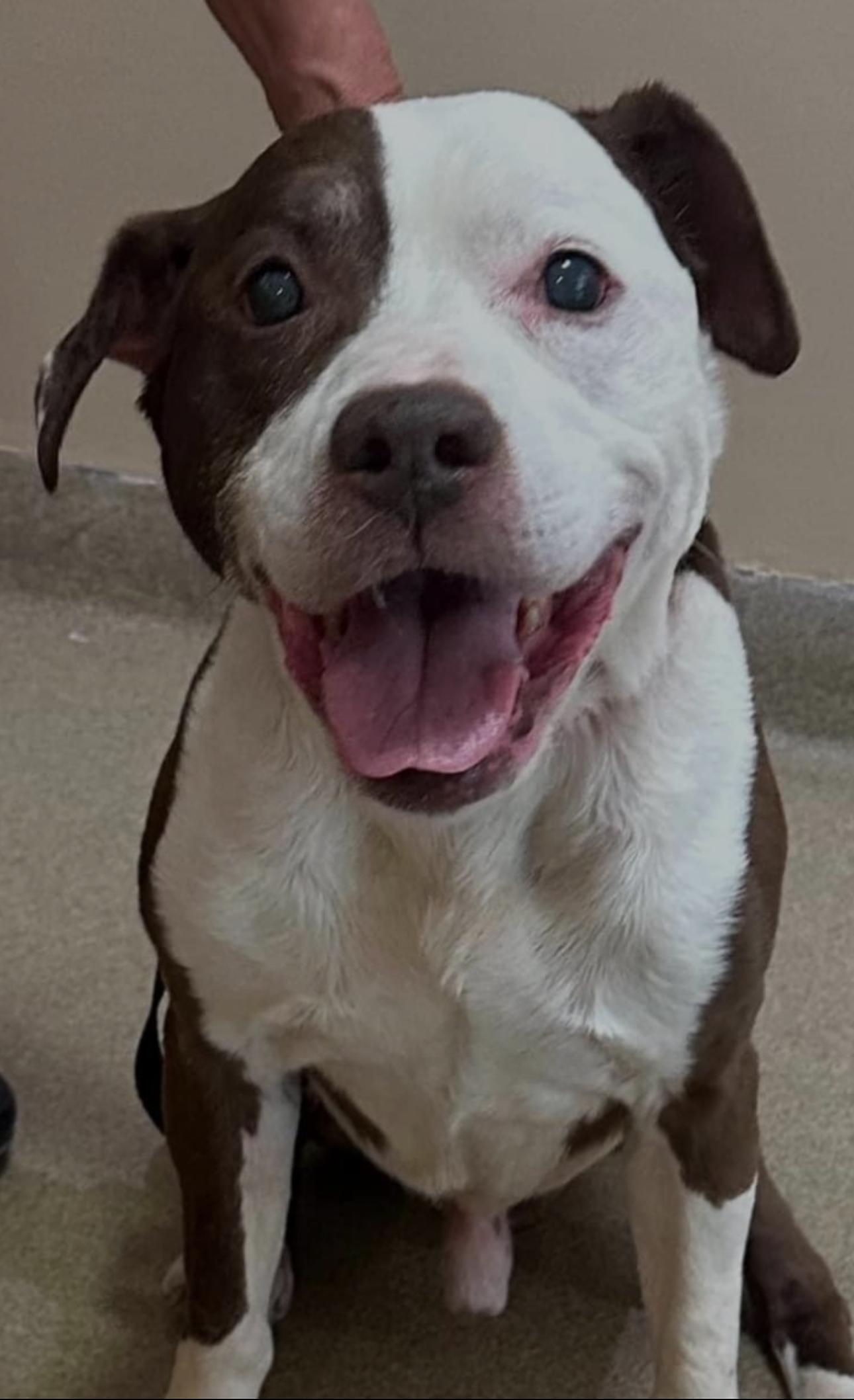 Enlarge Max, a Adoptable mixed breed in Fairfield, NJ image 1/5