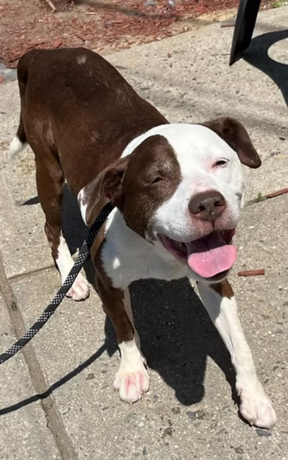 Max, Adult Male American Staffordshire Terrier