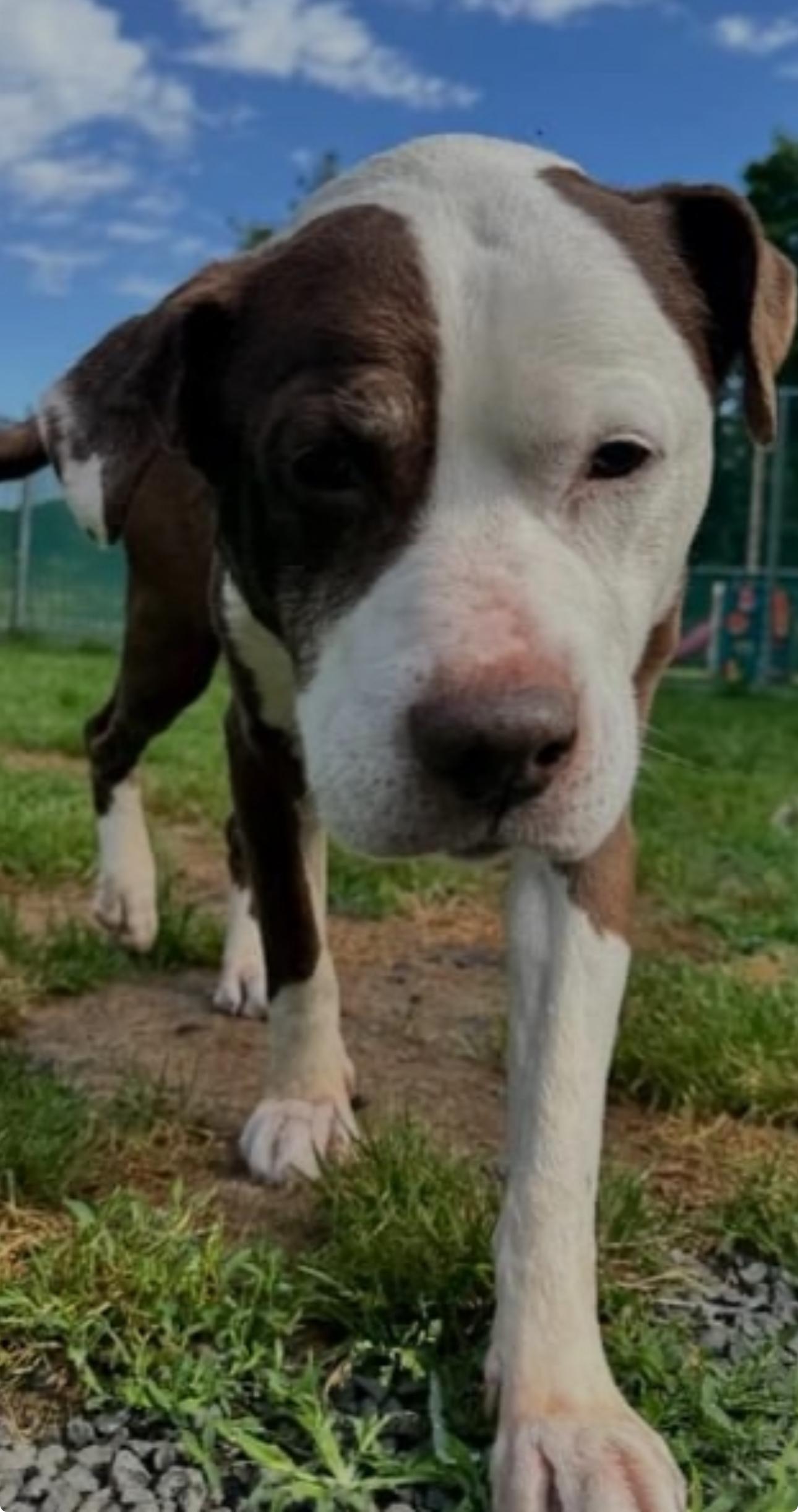 Enlarge Max, a Adoptable mixed breed in Fairfield, NJ image 3/5