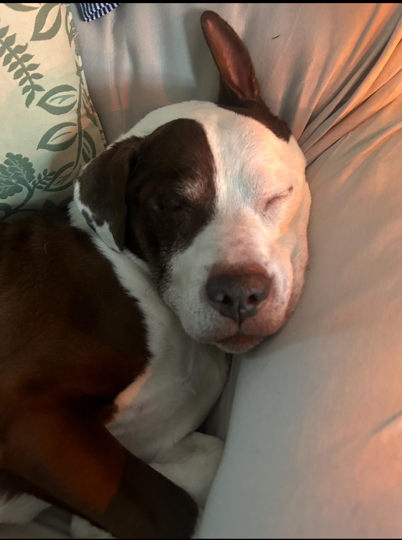 Enlarge Max, a Adoptable mixed breed in Fairfield, NJ image 4/5