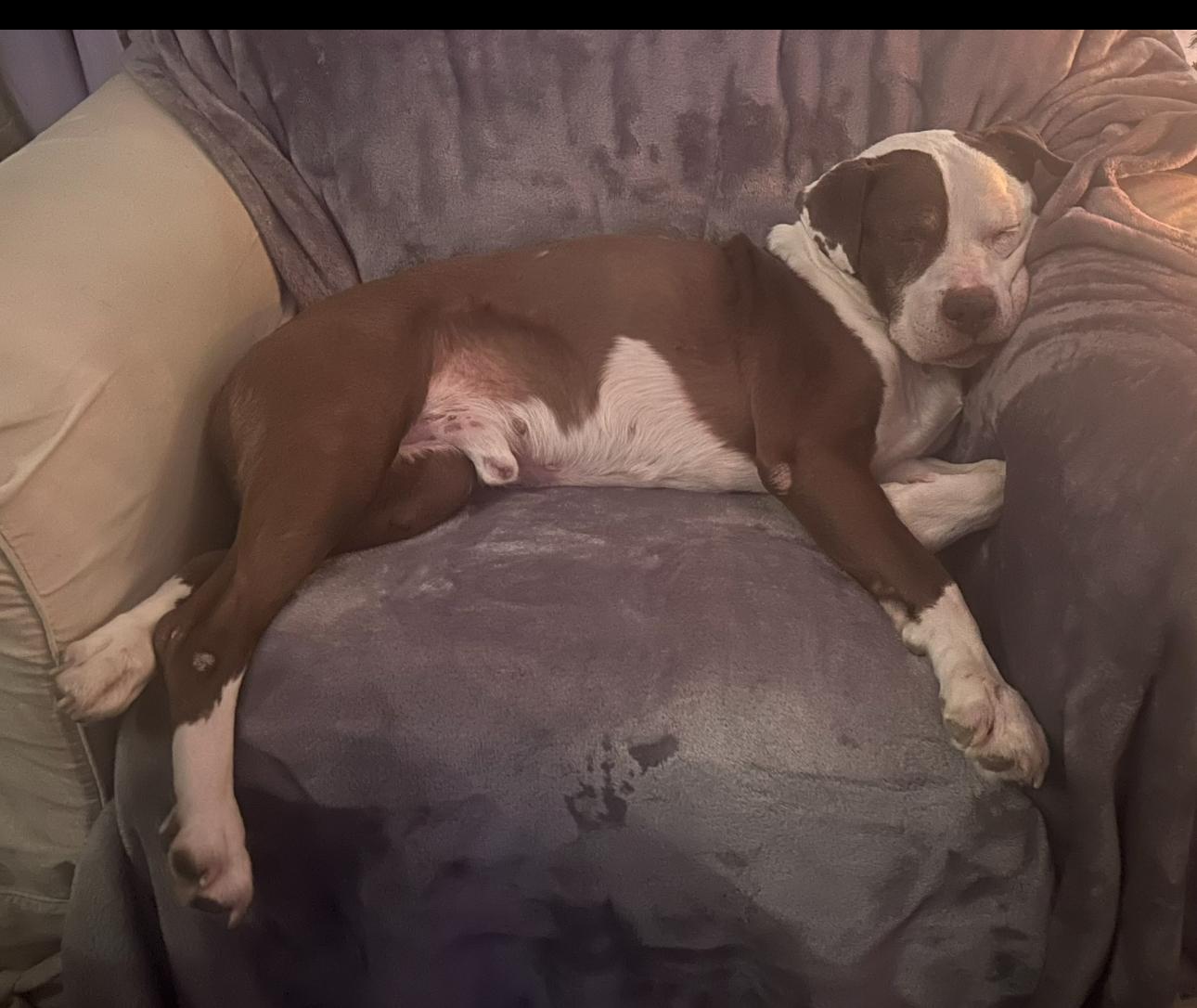 Enlarge Max, a Adoptable mixed breed in Fairfield, NJ image 5/5