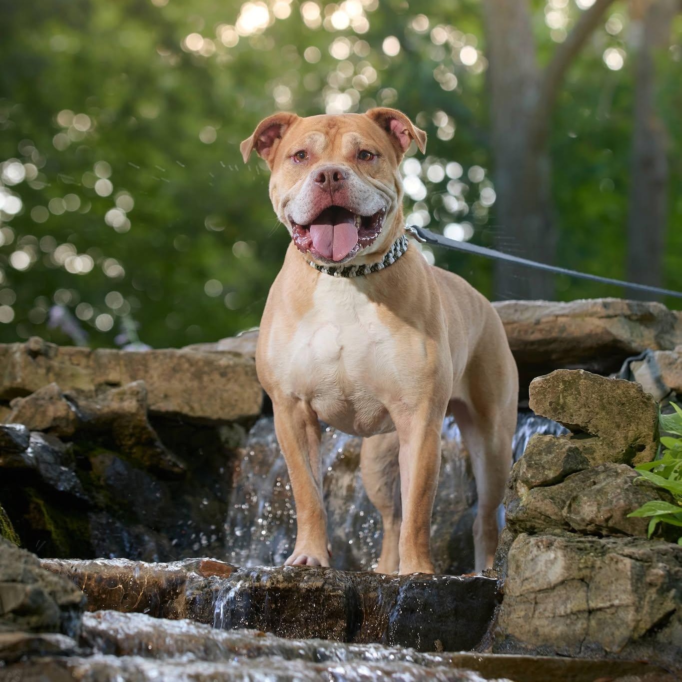 Enlarge Royce, a Adoptable mixed breed in Springfield, MO image 1/6