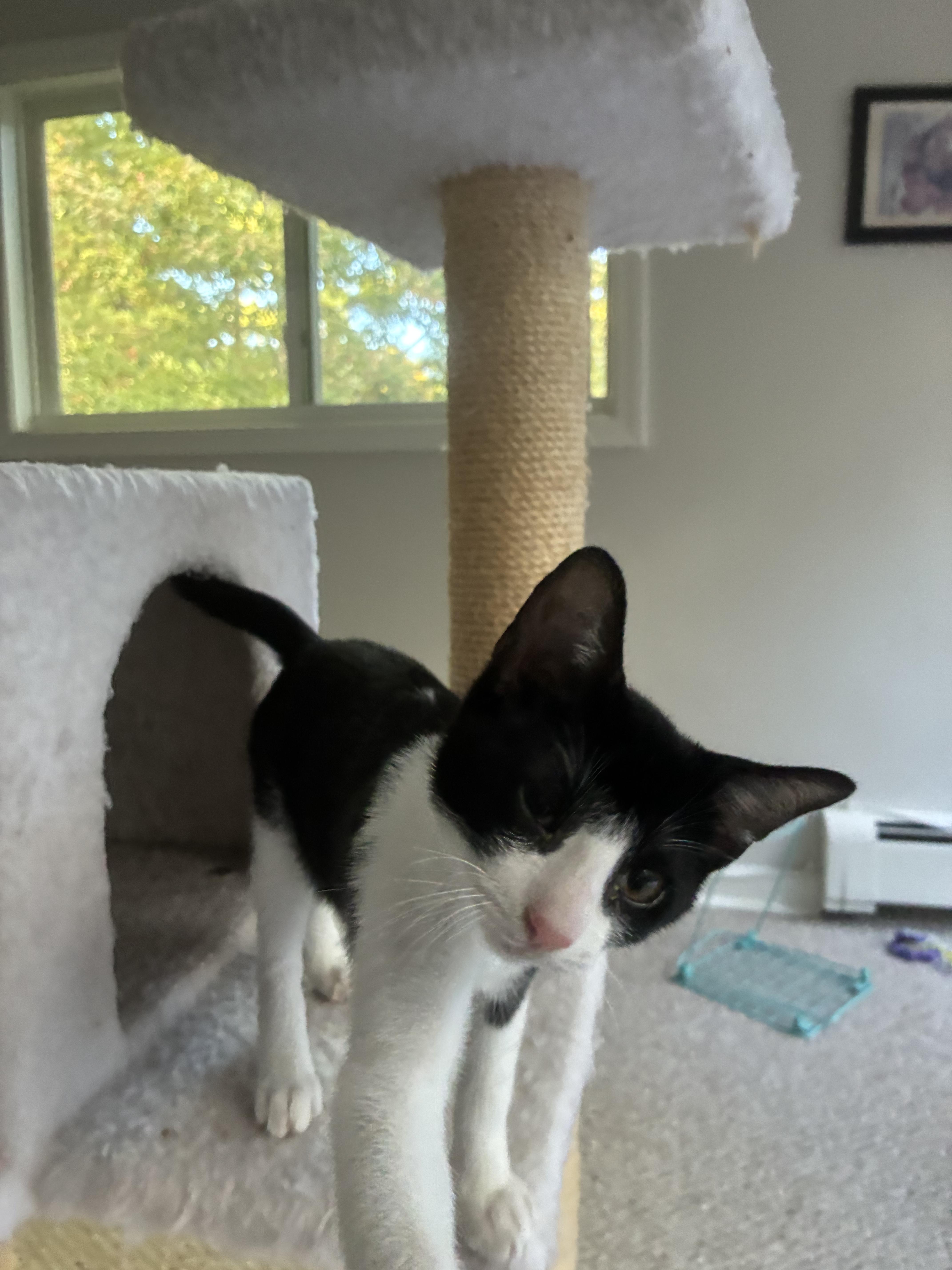 Enlarge Leo and MJ, a Adoptable Domestic Short Hair in Wellesley, MA image 1/5