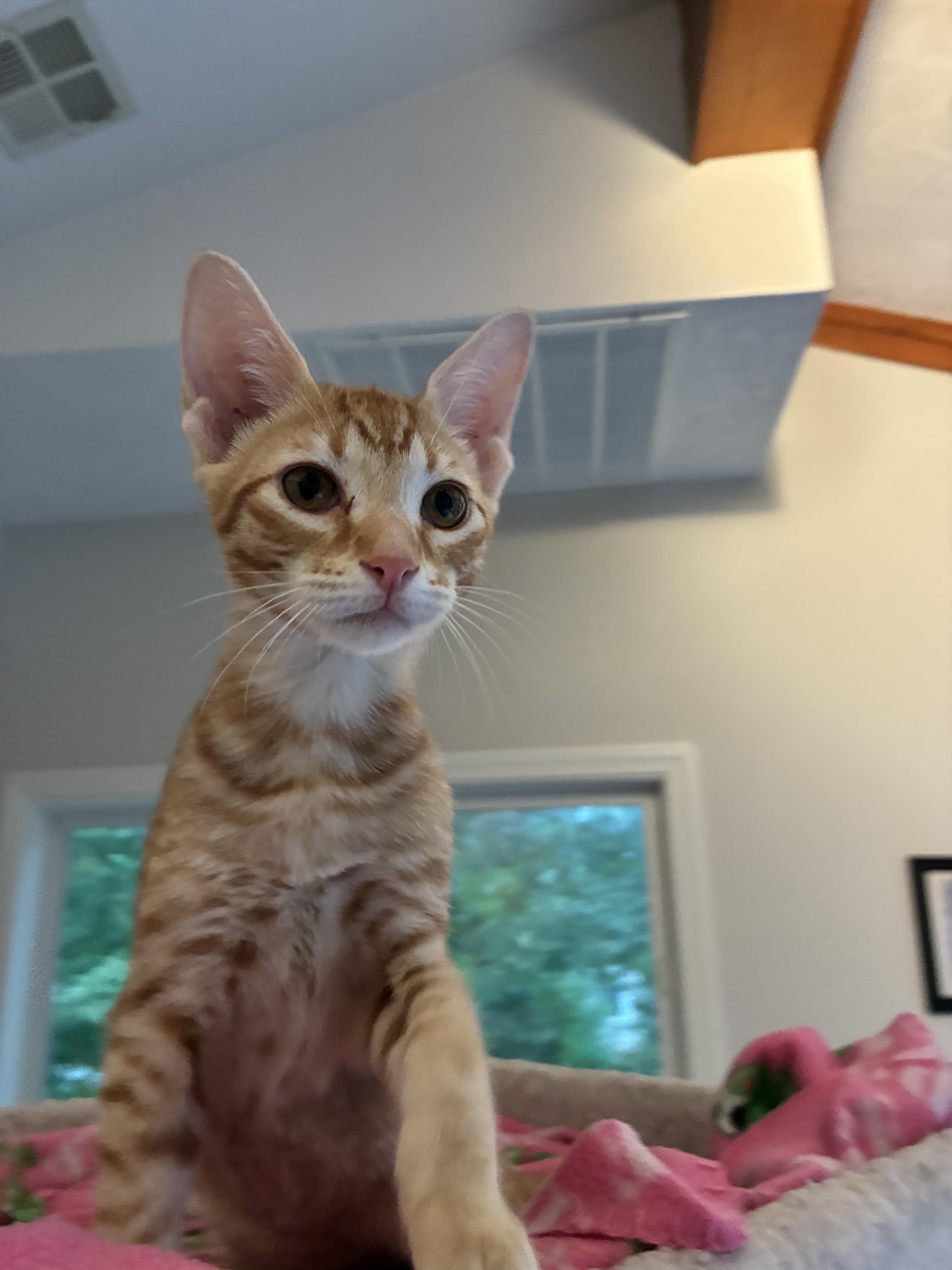 Enlarge Leo and MJ, a Adoptable Domestic Short Hair in Wellesley, MA image 2/5