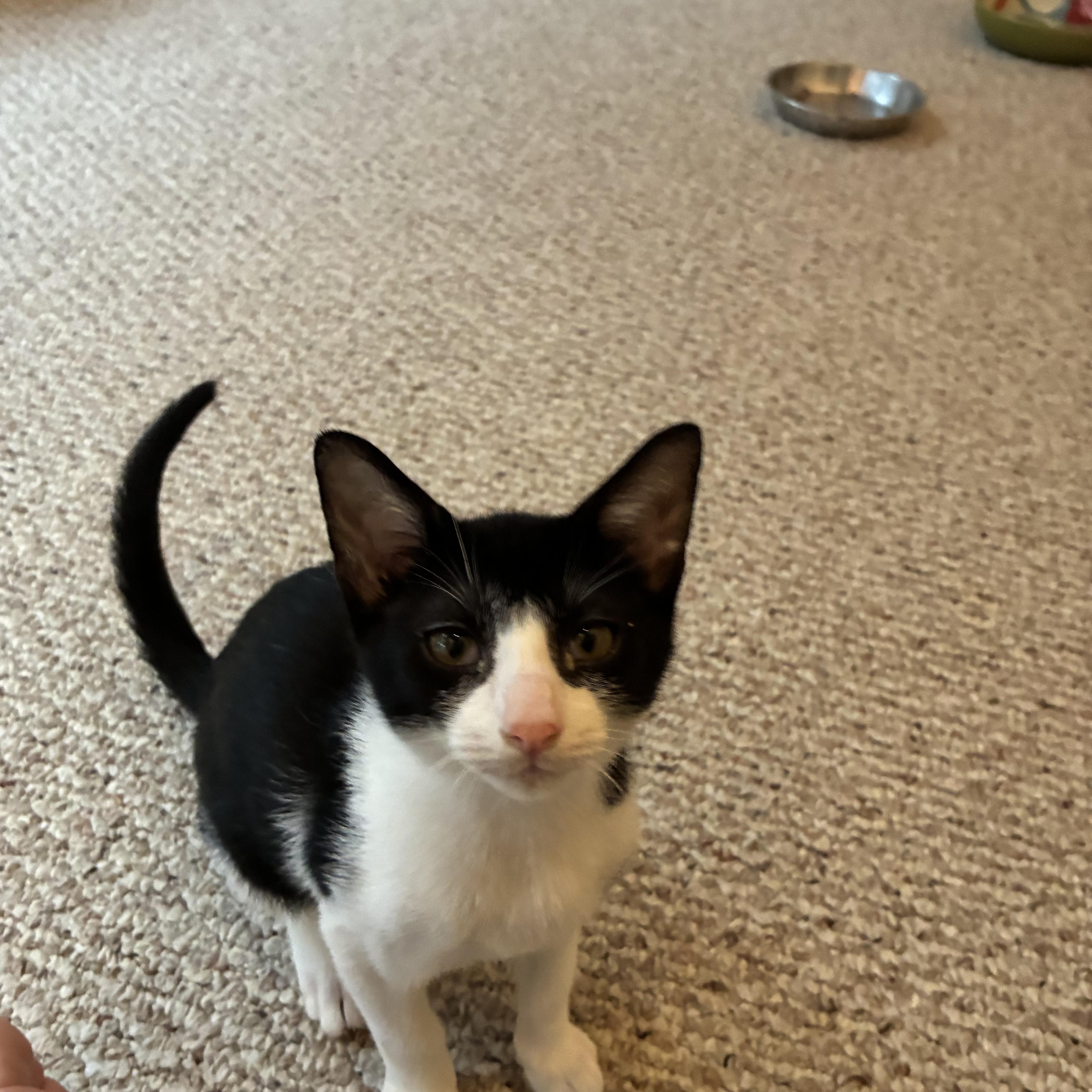 Enlarge Leo and MJ, a Adoptable Domestic Short Hair in Wellesley, MA image 4/5