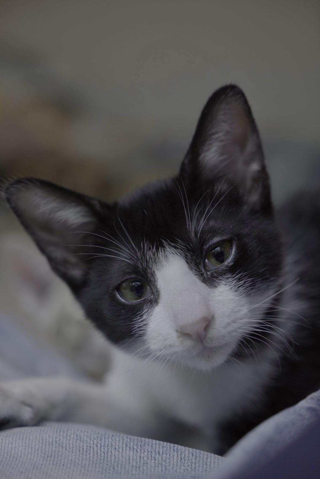 Enlarge Leo and MJ, a Adoptable Domestic Short Hair in Wellesley, MA image 3/5