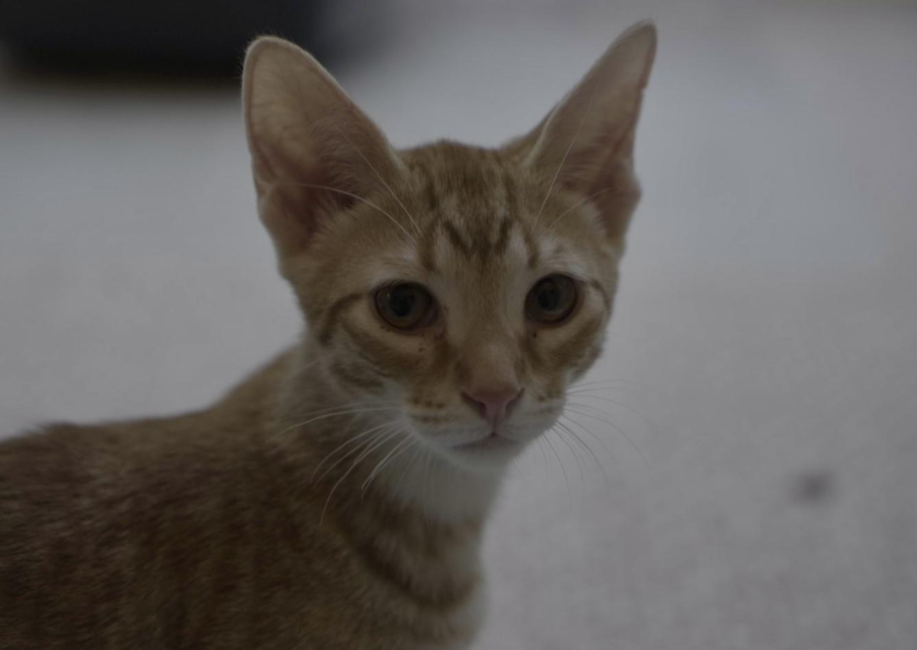 Enlarge Leo and MJ, a Adoptable Domestic Short Hair in Wellesley, MA image 5/5