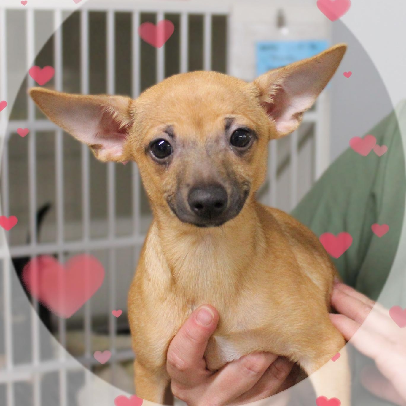 Peppy, ADOPTABLE, Puppy Male Chihuahua & Dachshund.