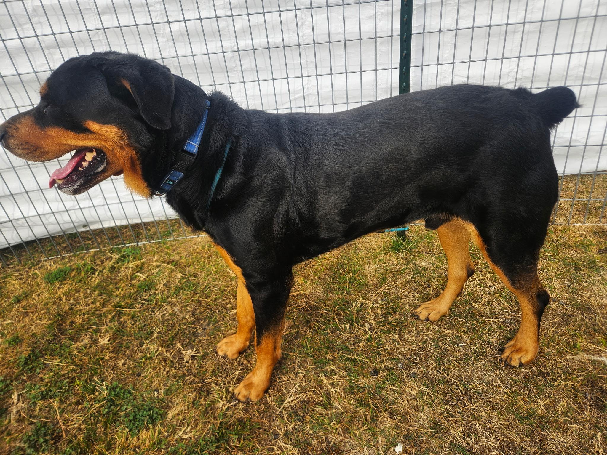 Enlarge Hank, a ADOPTABLE Rottweiler in Dallas, TX image 2/2