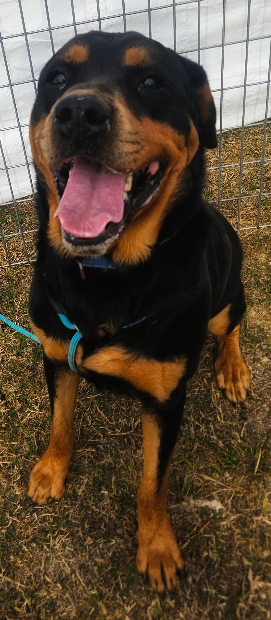 Hank, ADOPTABLE, Adult Male Rottweiler.