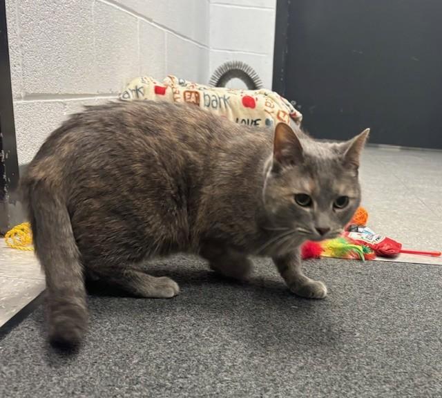 Josie, ADOPTABLE, Adult Female Domestic Short Hair.