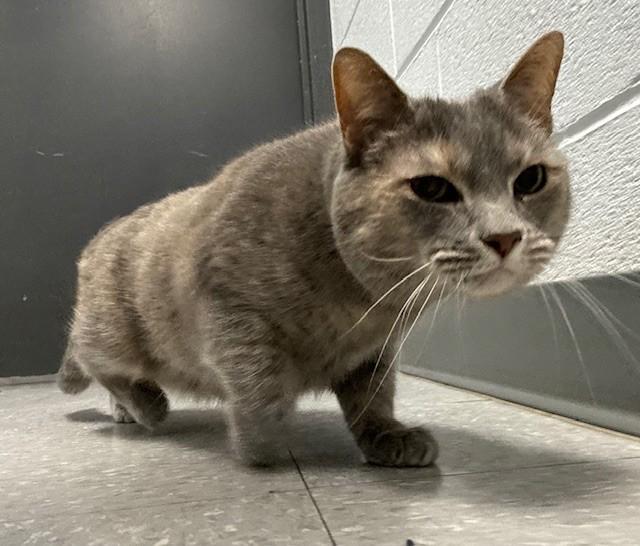 Enlarge Josie, a ADOPTABLE Domestic Short Hair in Edinburg, VA image 2/2