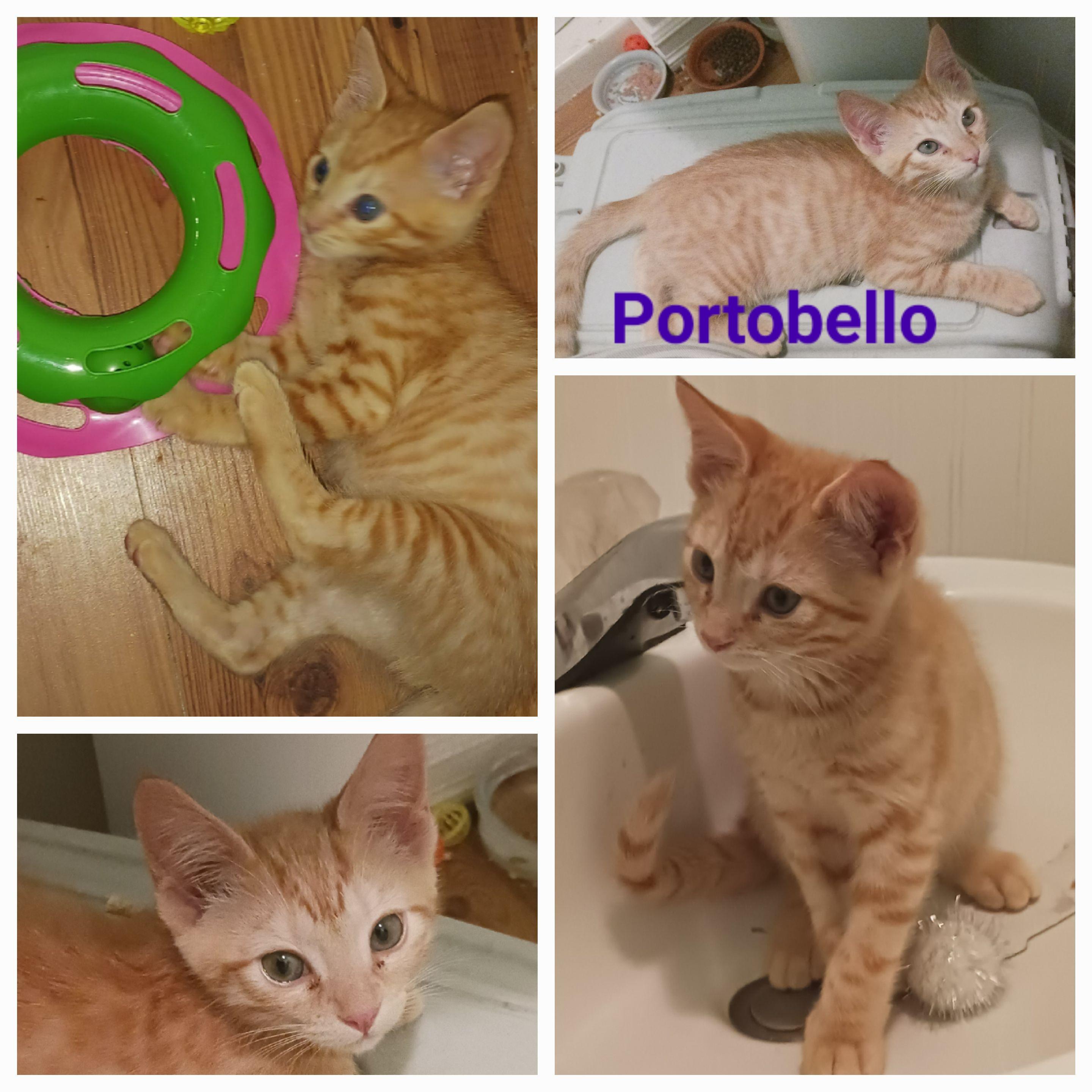 Enlarge Portobello, a Adoptable Domestic Short Hair in Newberg, OR image 1/1