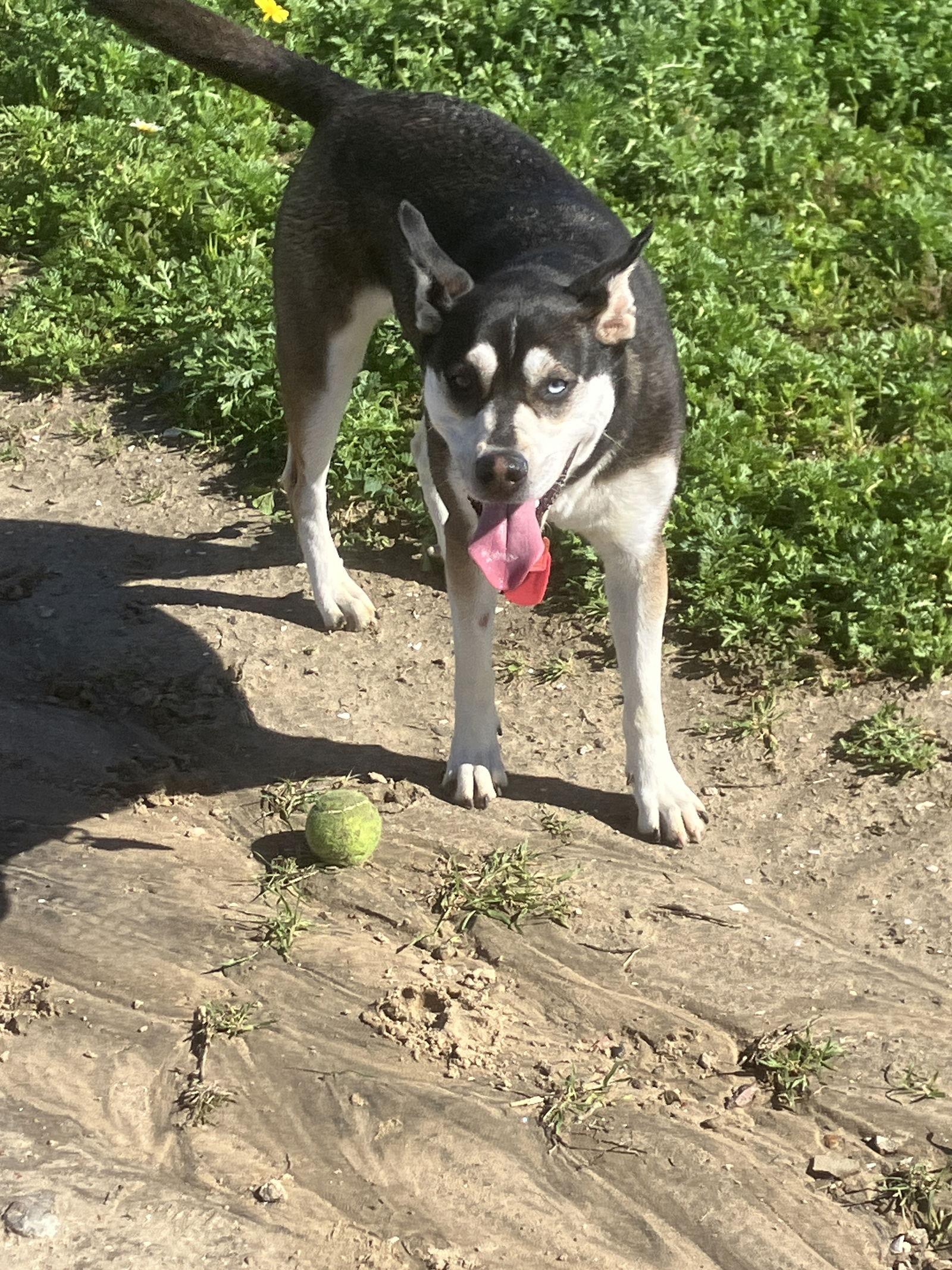 Enlarge Mohawk, a Adoptable mixed breed in San Diego, CA image 1/3
